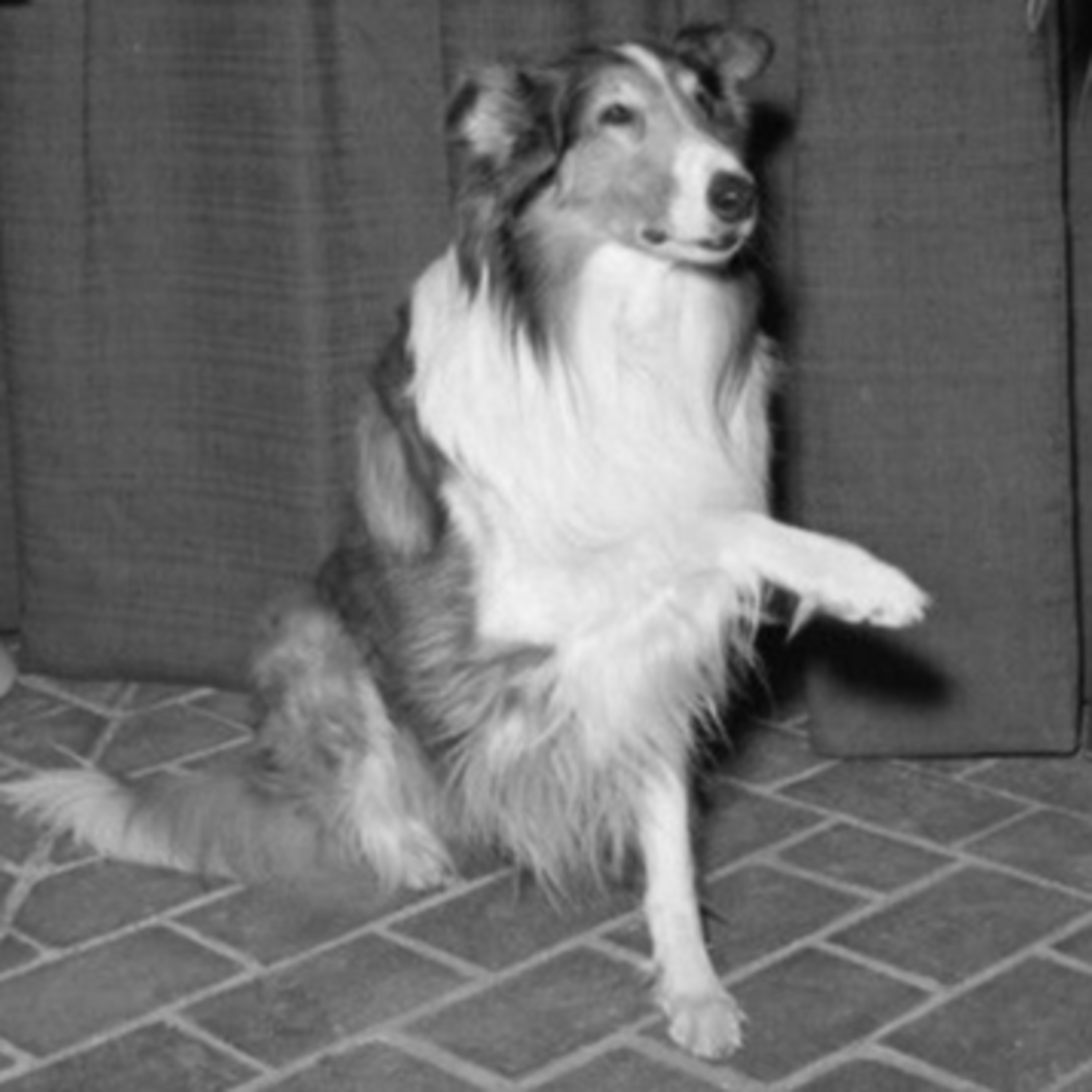 SPIKE JONES SHOW "Lassie" episode artwork