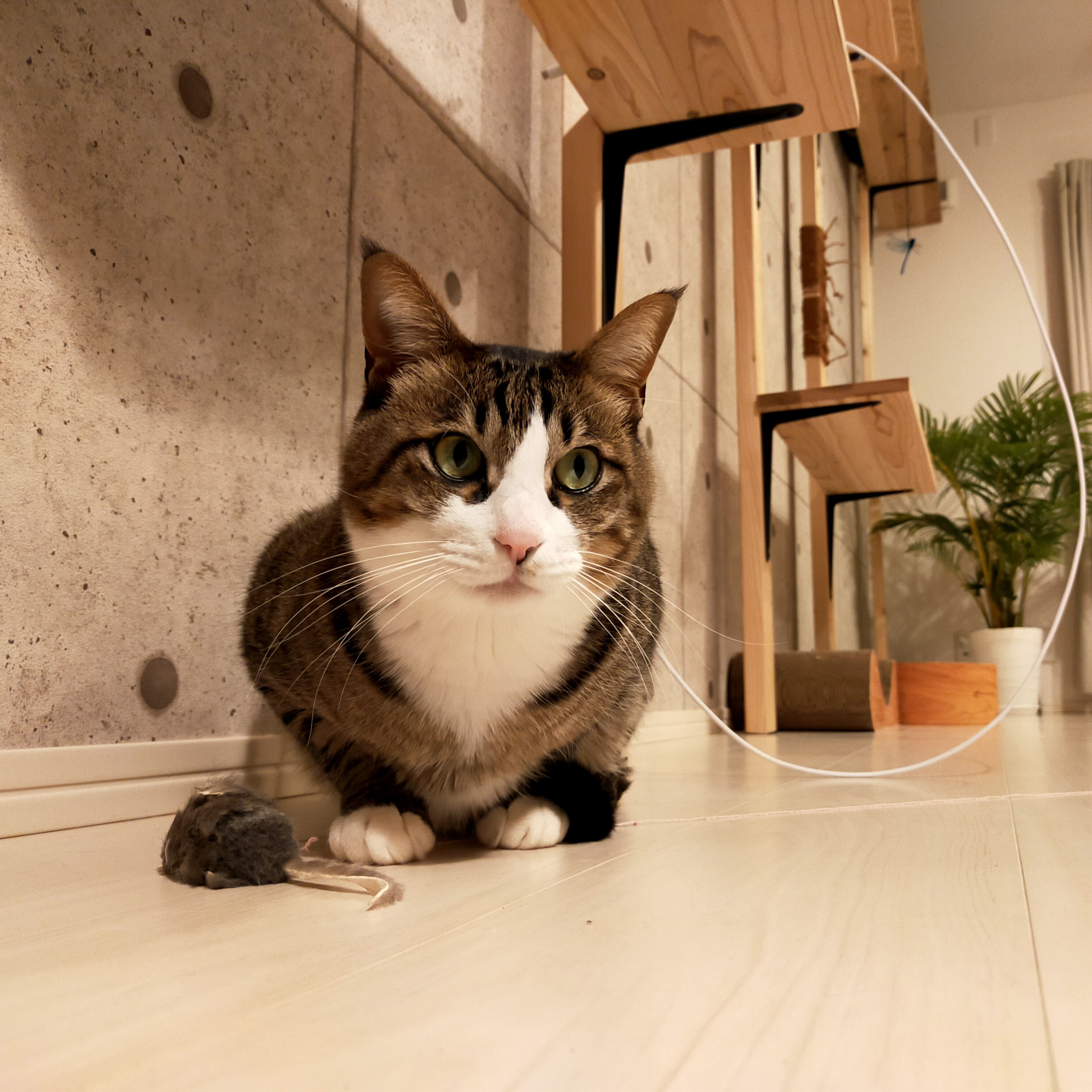 たまには猫と珈琲のことも喋ろう episode artwork