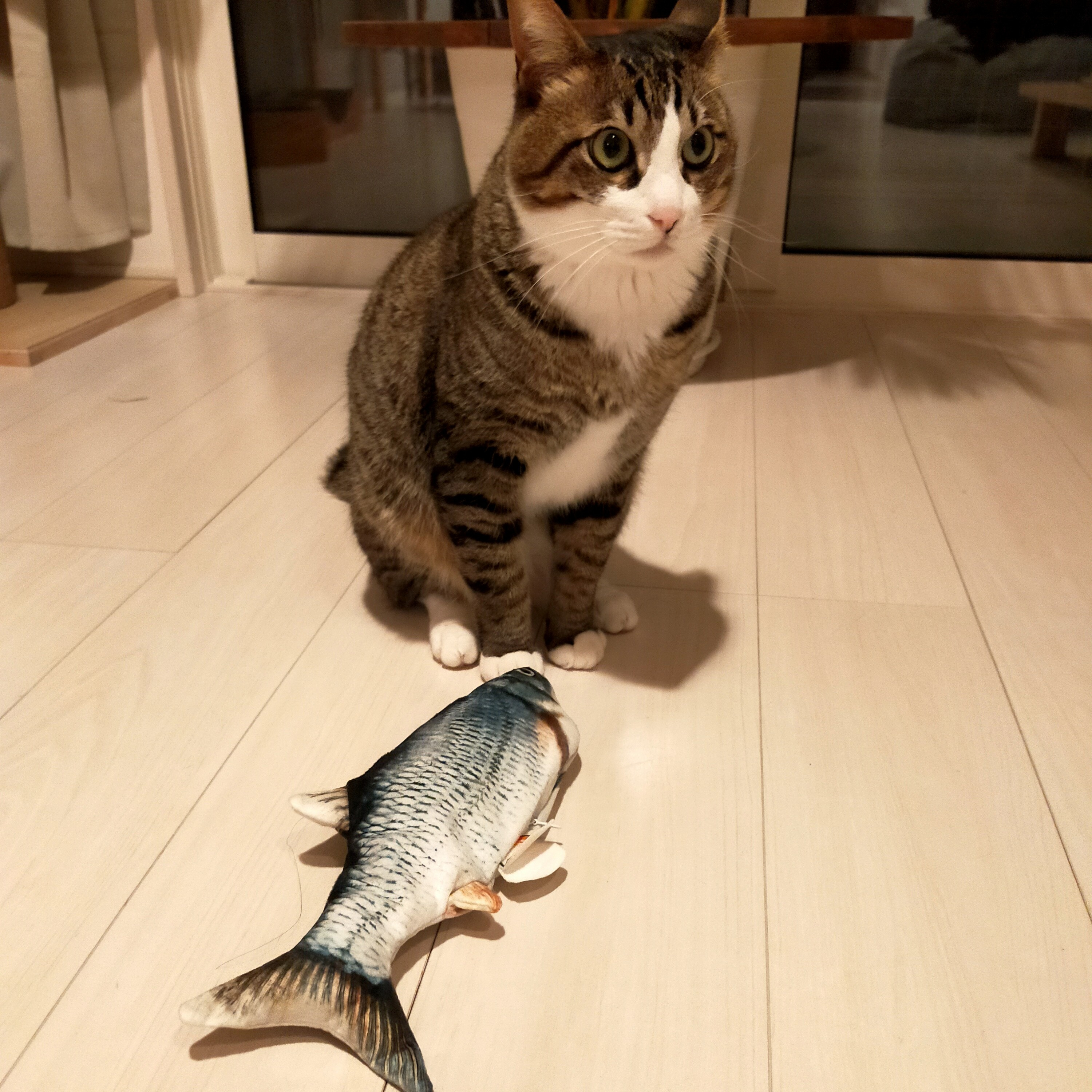 猫と珈琲とサウナの話 episode artwork