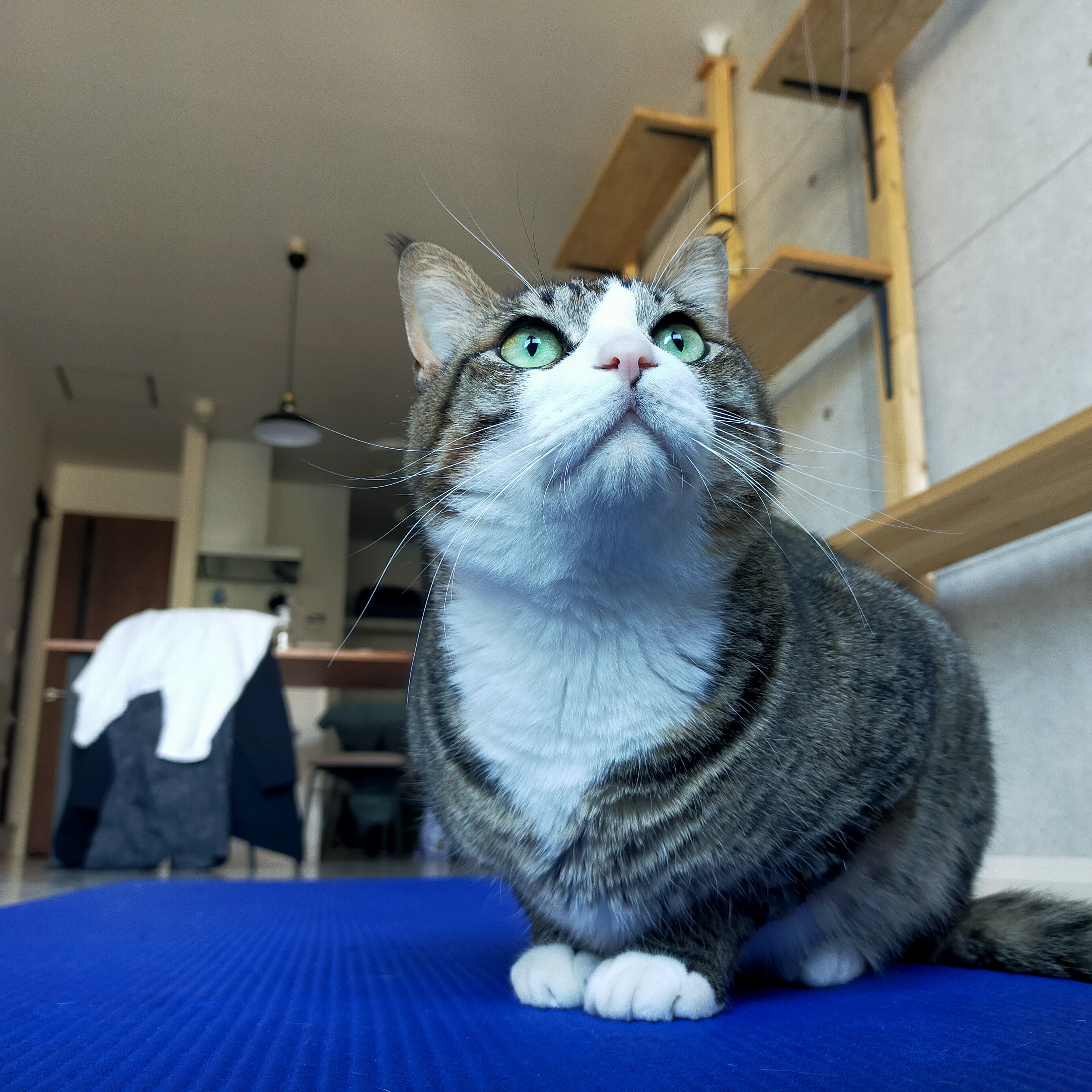 #134 猫のオススメおもちゃ episode artwork