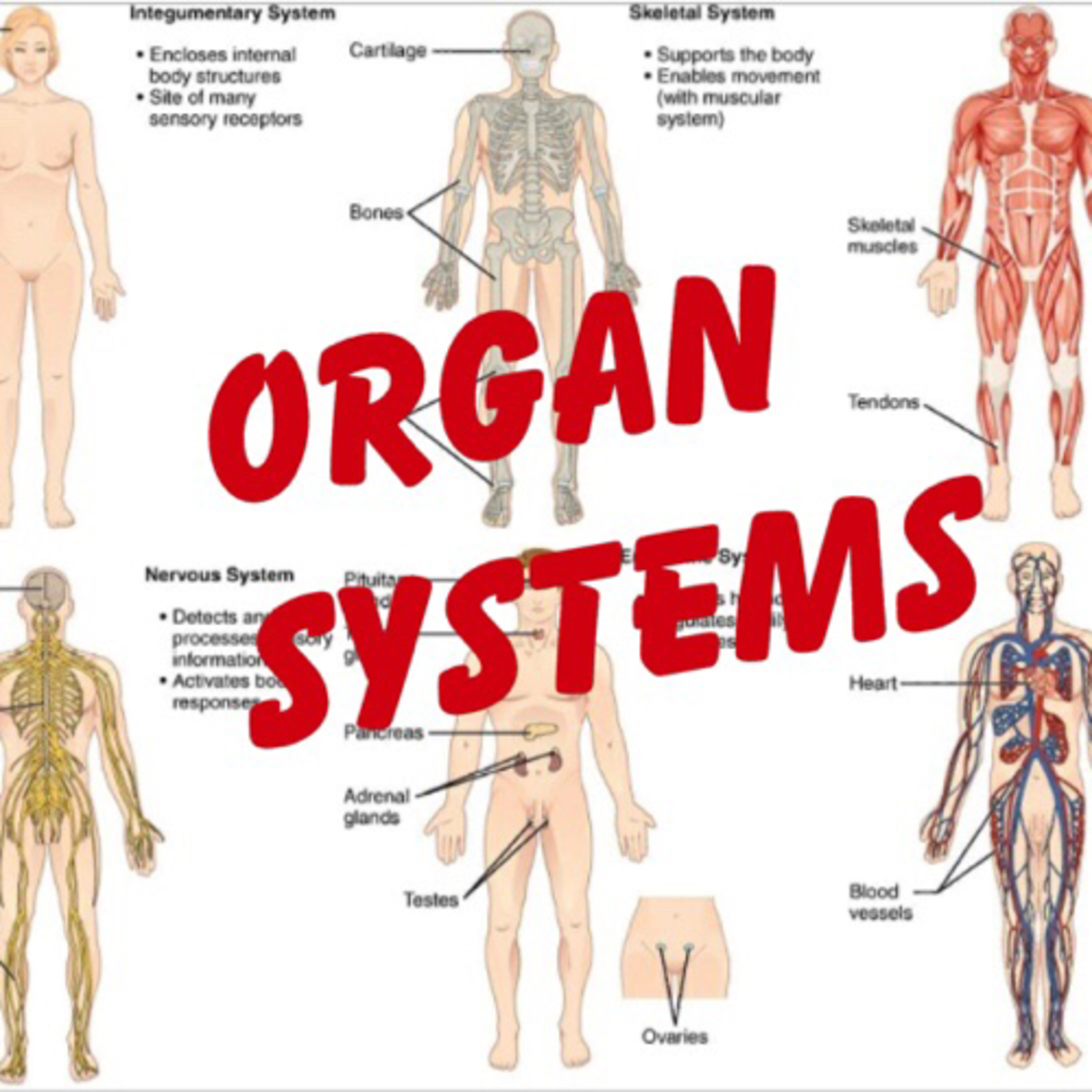 Organ System Organ System