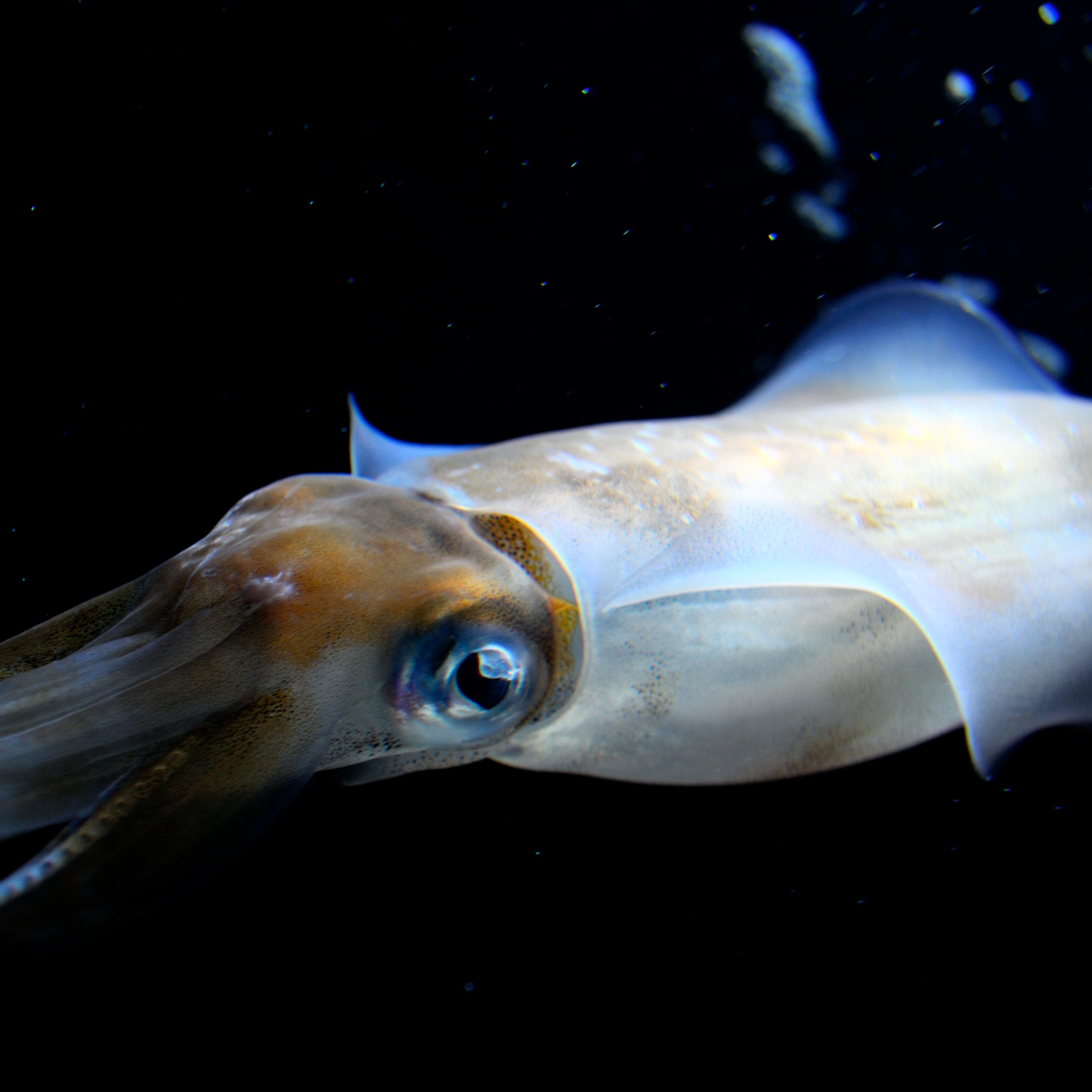 Everything You Need to Know About Squid