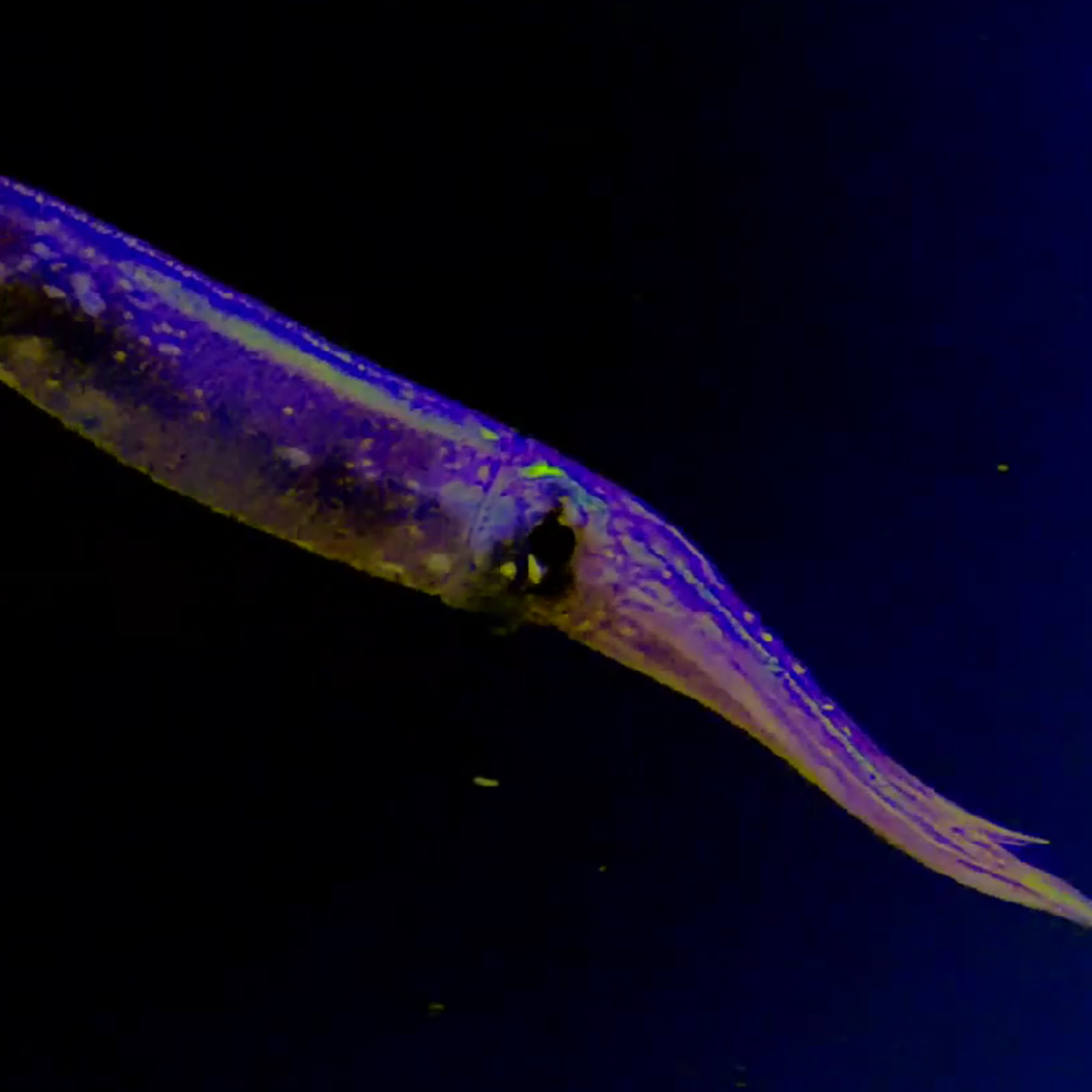 Facts: The Japanese Flying Squid