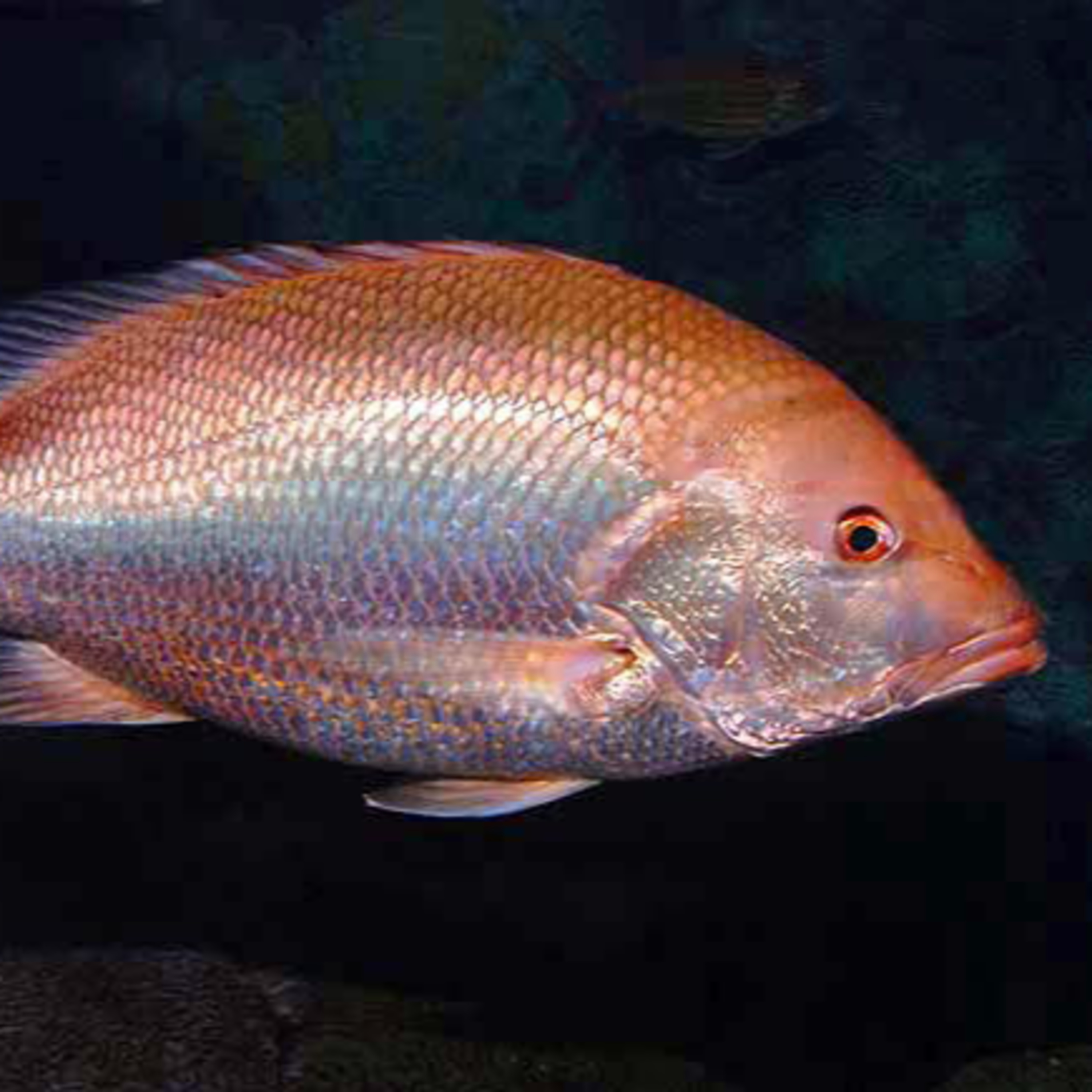 Facts: The Red Snapper