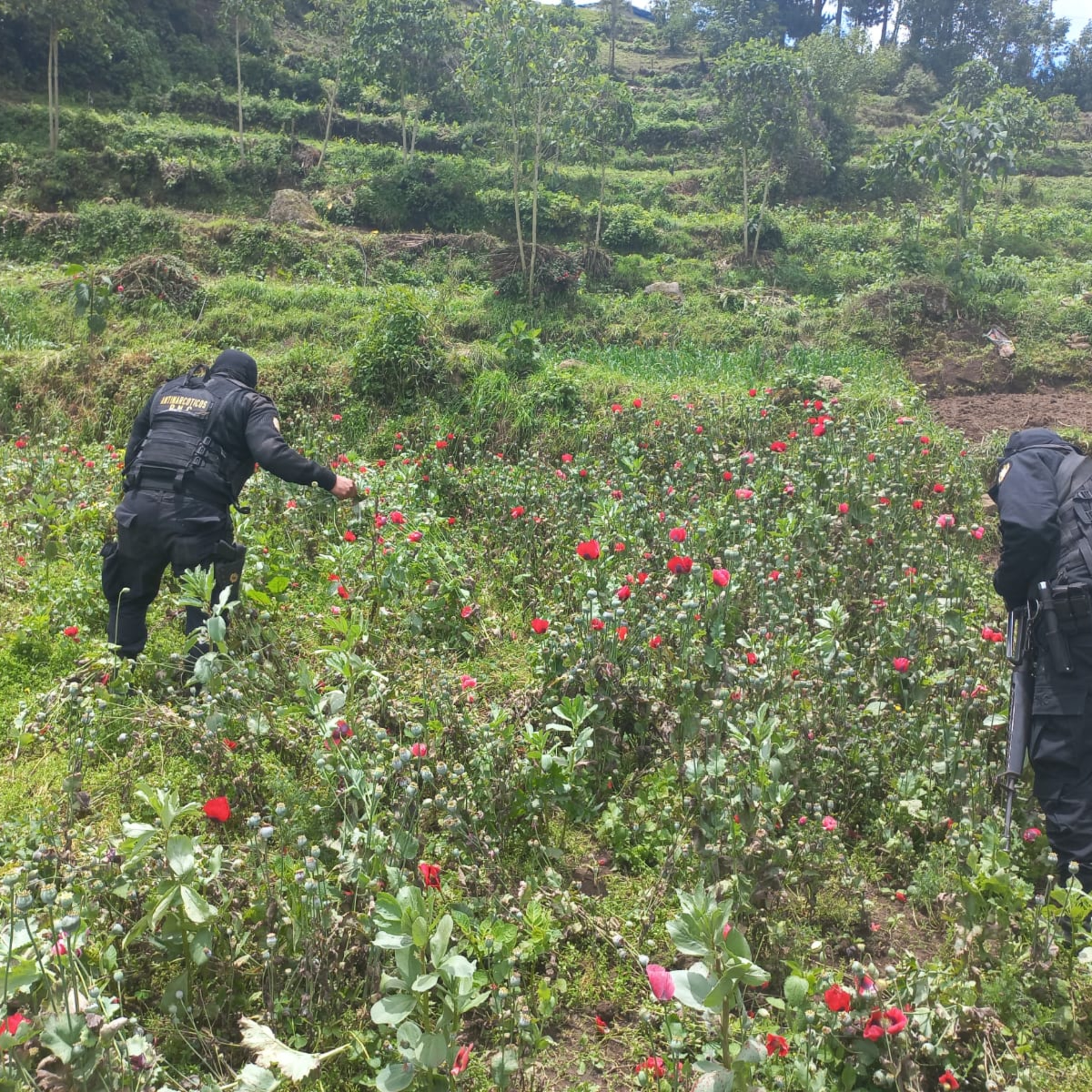 Se incautaron 65,800 matas de amapola y 8,600 de marihuana en la zona de conflicto de Ixchiguán y Tajumulco episode artwork