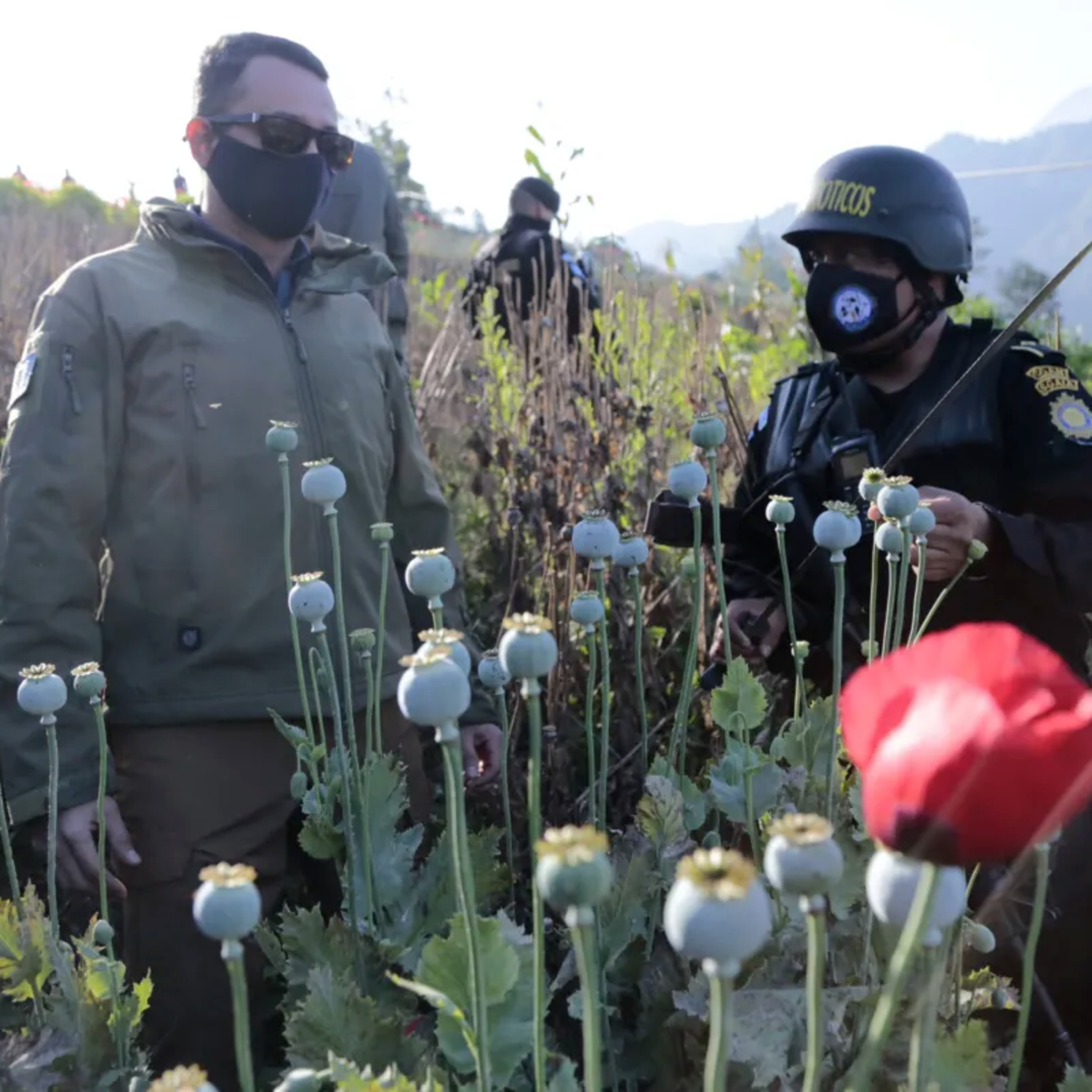 Continúan las erradicaciones de amapola y marihuana en los municipios de Ixchiguán y Tajumulco, San Marcos. episode artwork