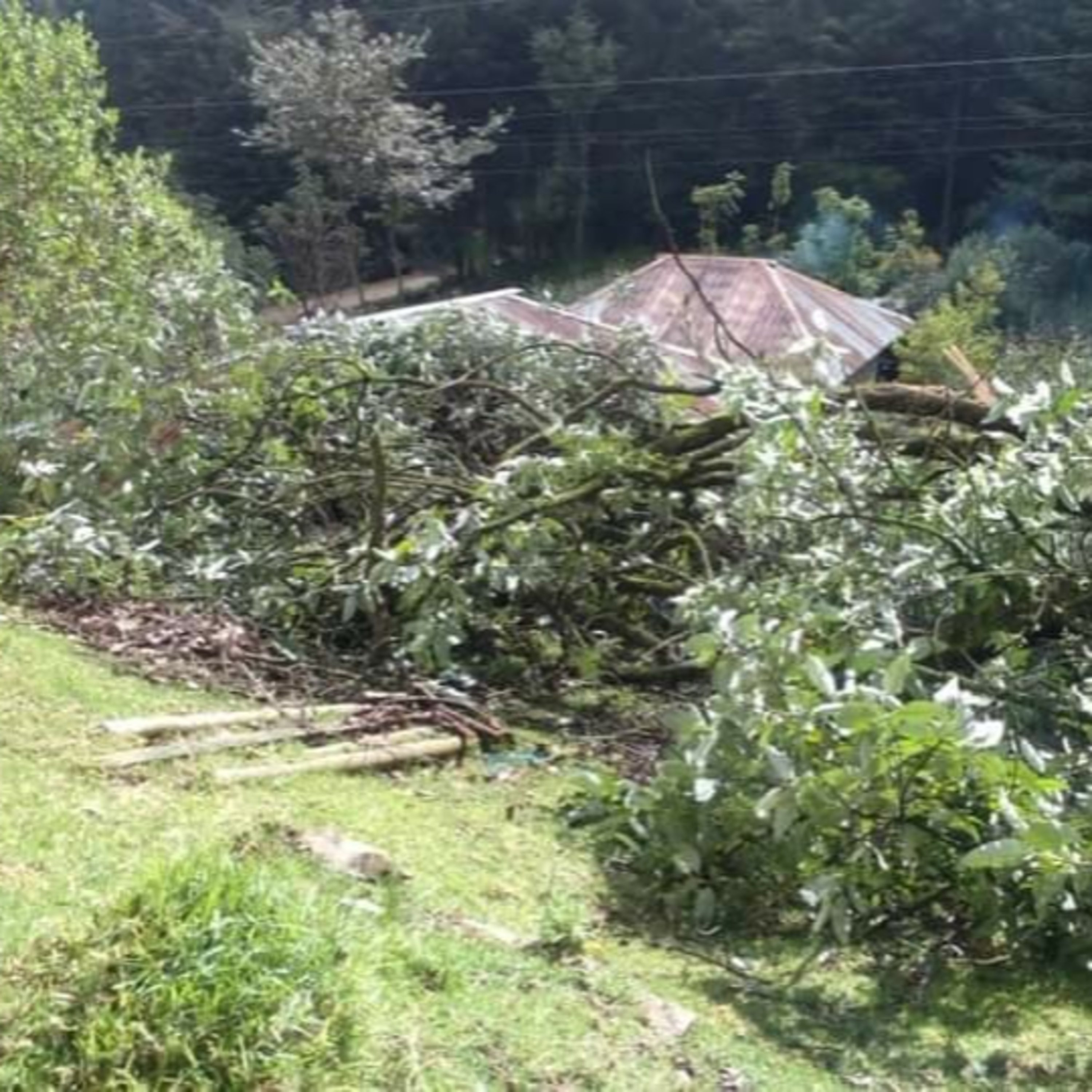 Árbol cayó sobre una vivienda en el municipio de Comitancillo, San Marcos, no se reportaron personas heridas. episode artwork