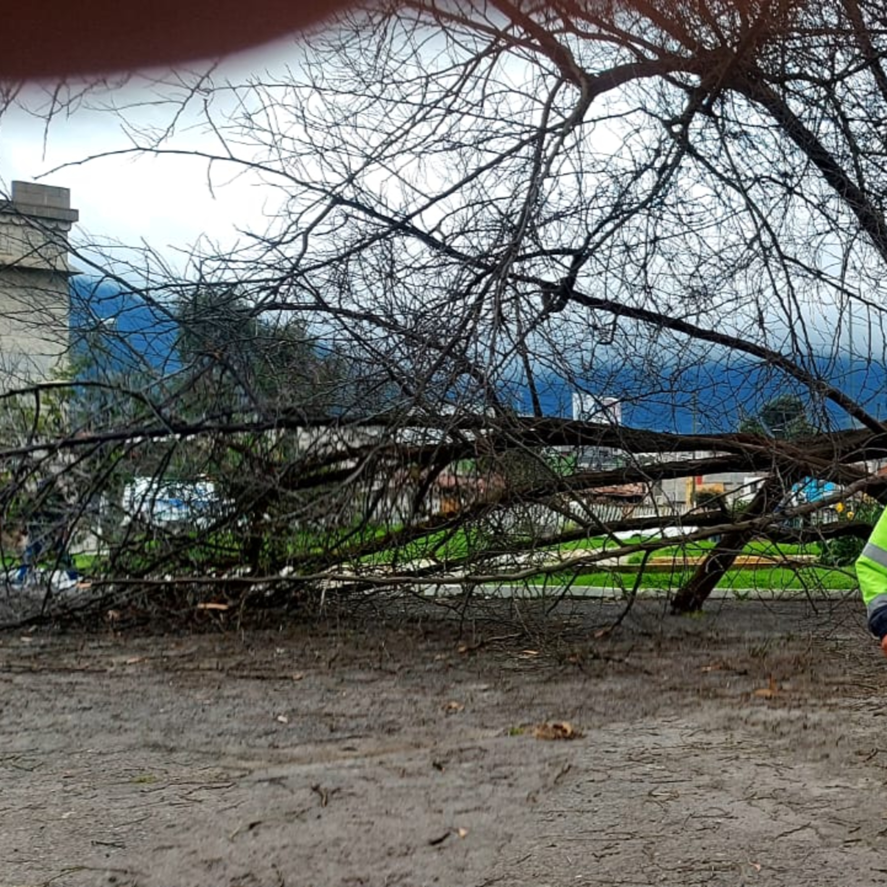 Árbol de gran tamaño ubicado frente al Palacio Maya en San Marcos cae debido a los fuertes vientos de las ultimas horas.  episode artwork