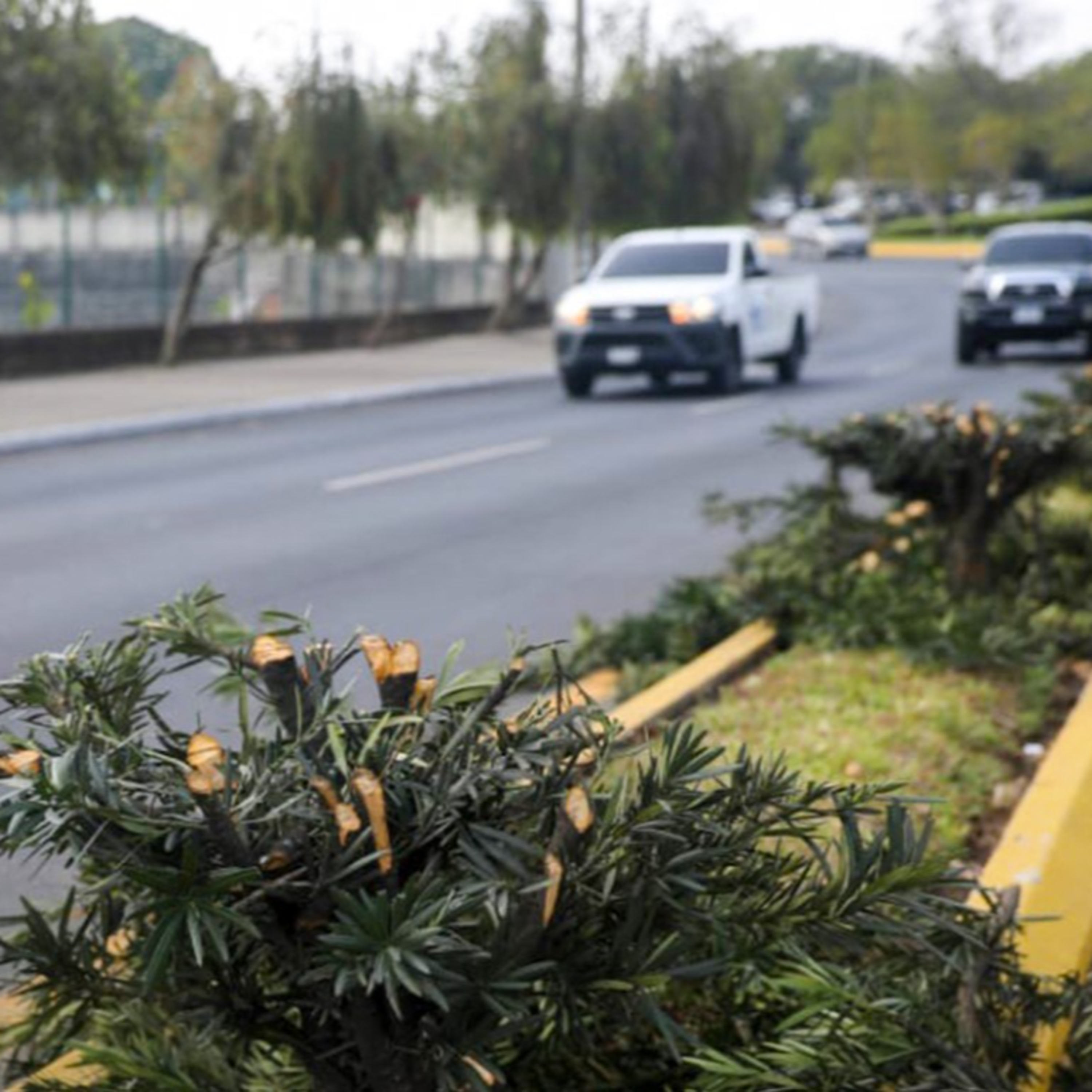 Se registra tala ilegal de árboles en bulevar Juan Pablo II en la Ciudad de Guatemala.  episode artwork