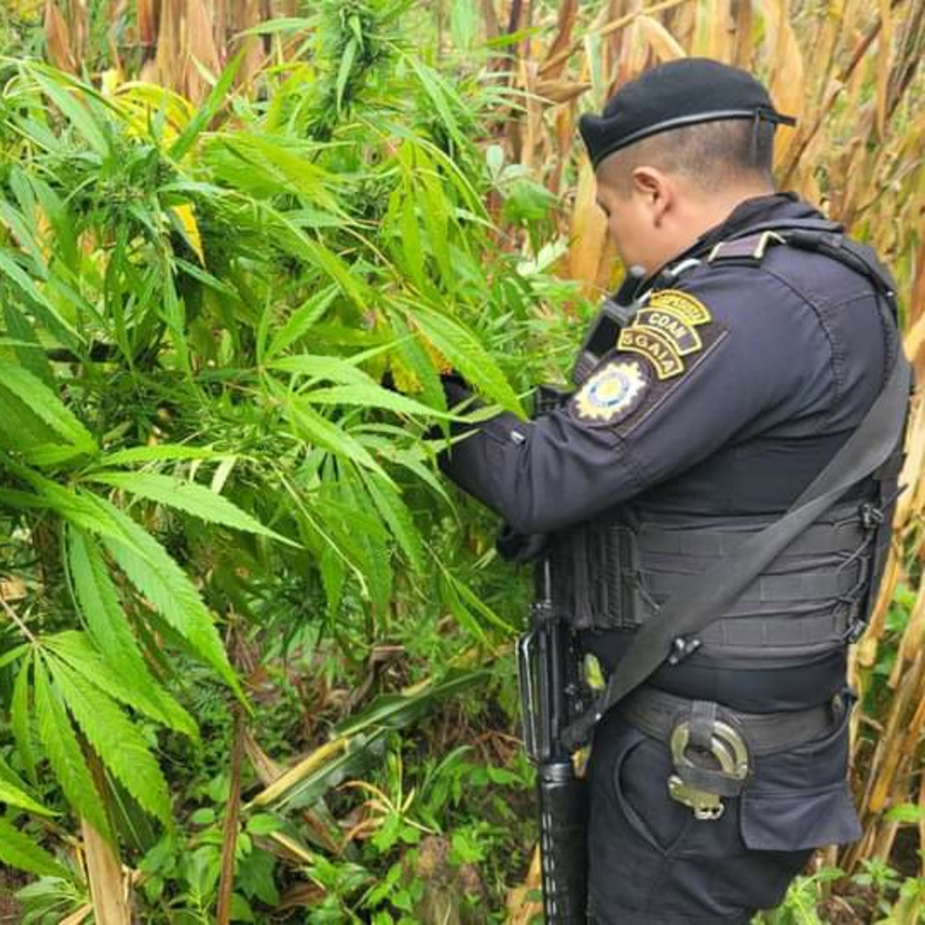 Erradicaron plantaciones ilíctas valoradas en más de 6 millones de quetzales. episode artwork