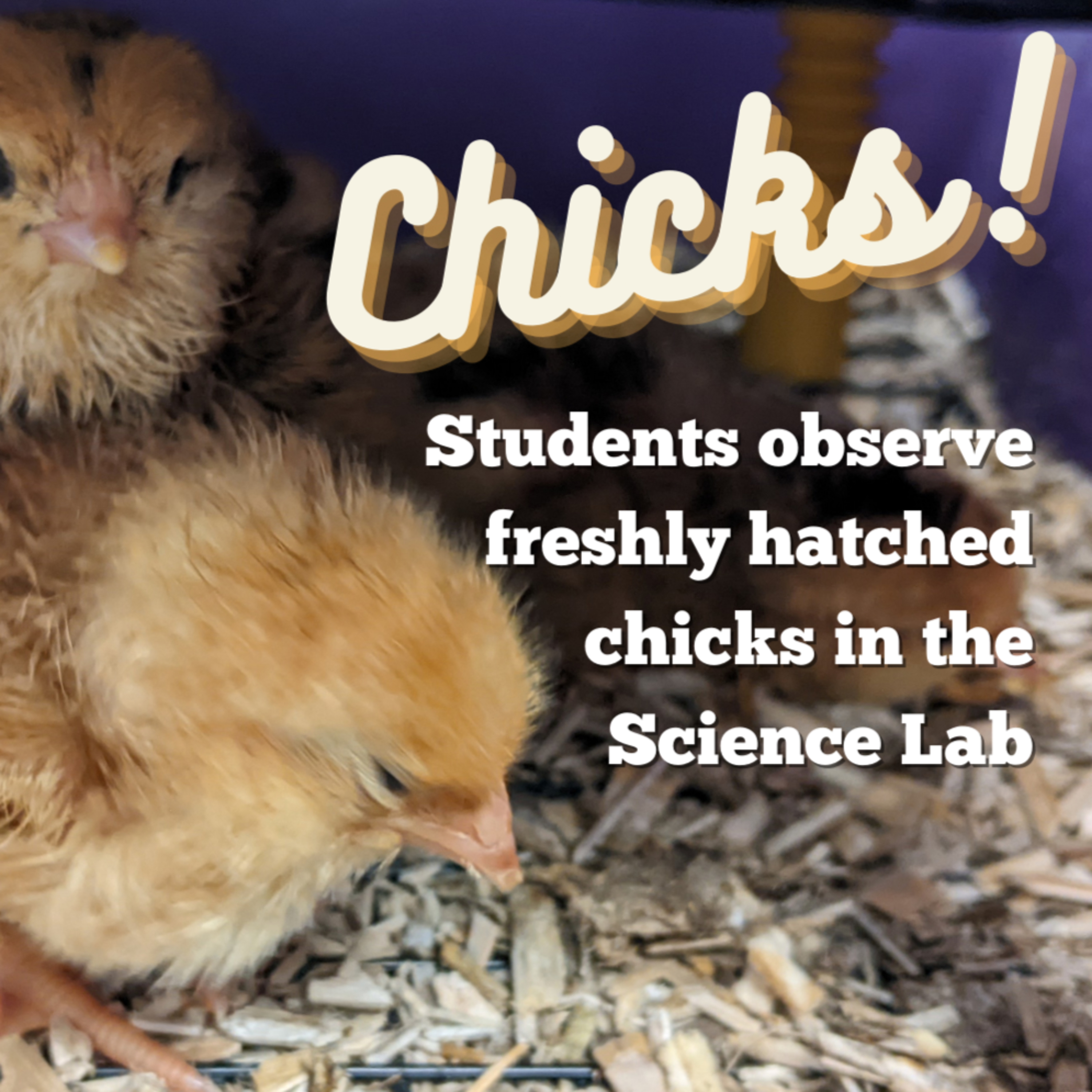 Open up TAOTS! School Community Podcasts