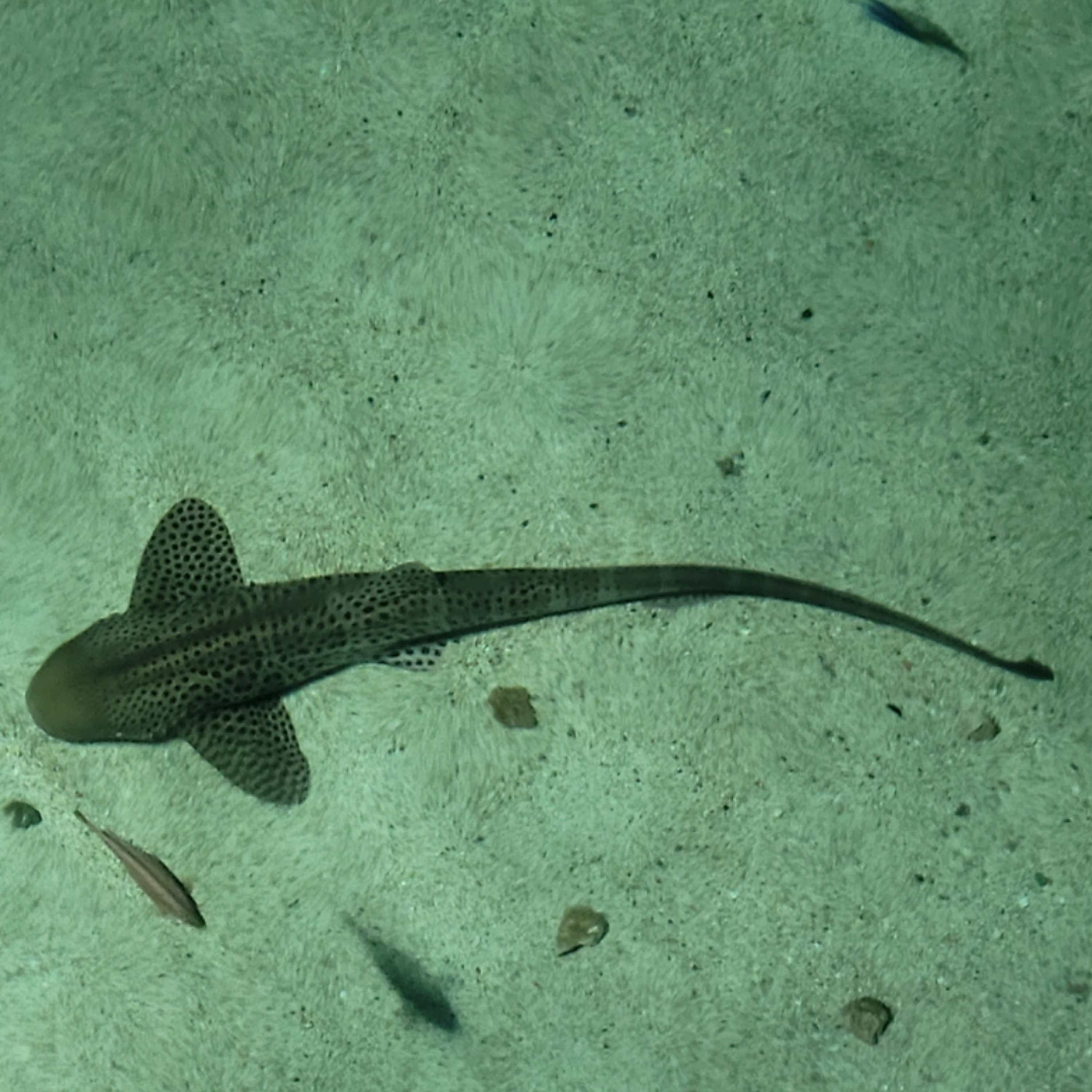 Deep Dives with Sharks ep 1: Zebra Sharks, Fishing Piers, and News