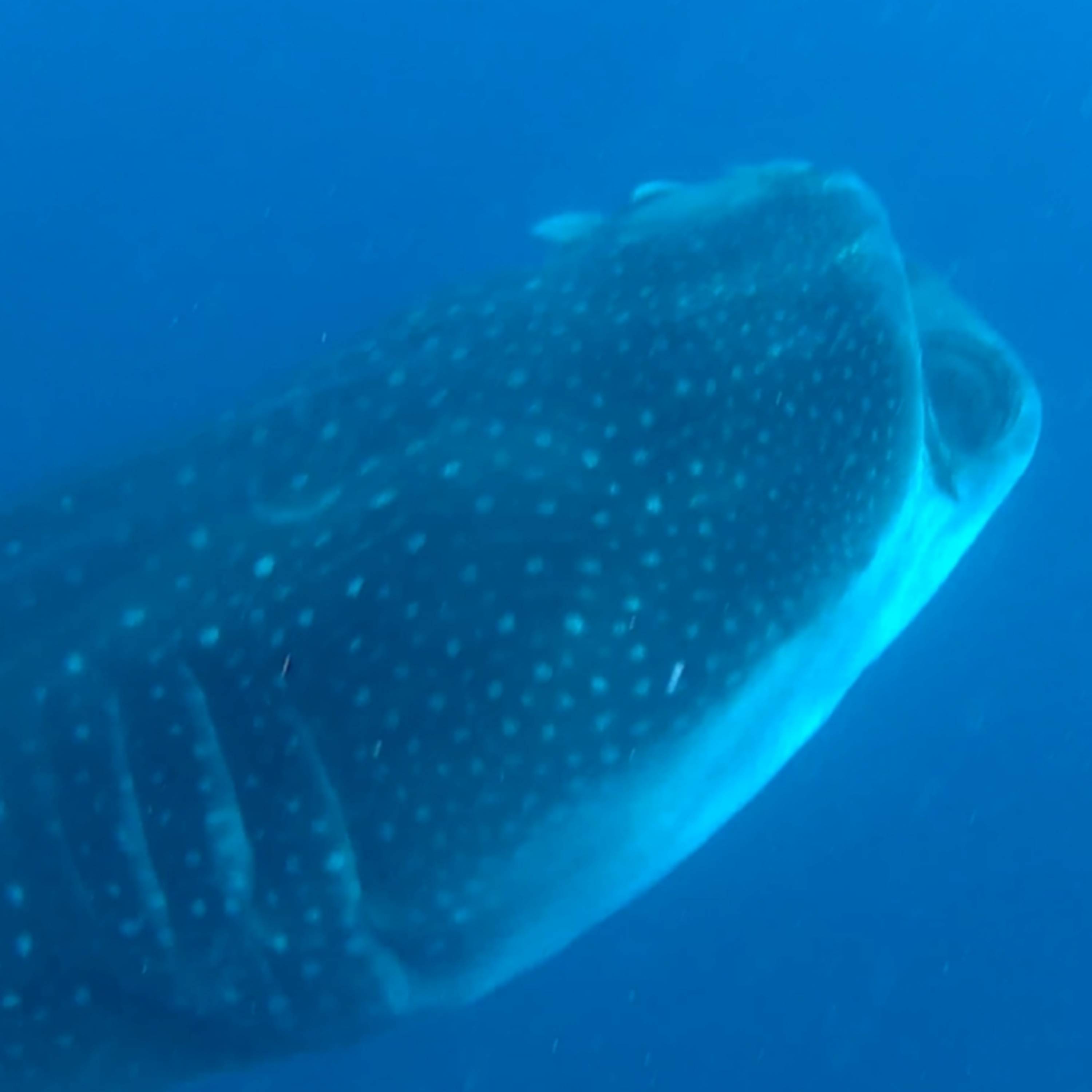 Deep Dives with Sharks ep 4: Whale Sharks, How to Safely Swim with Whale Sharks, and News!