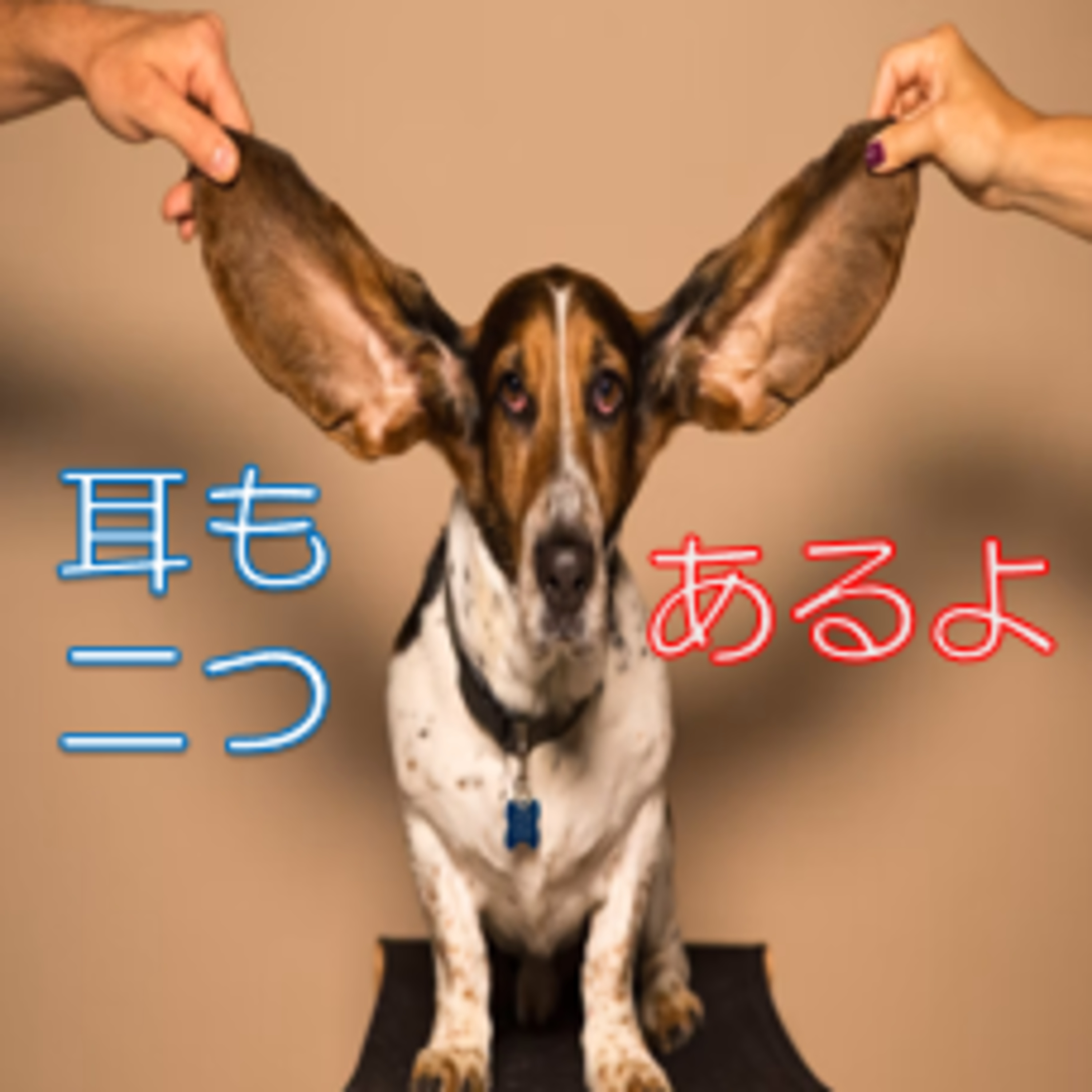 倍ある耳を活かす