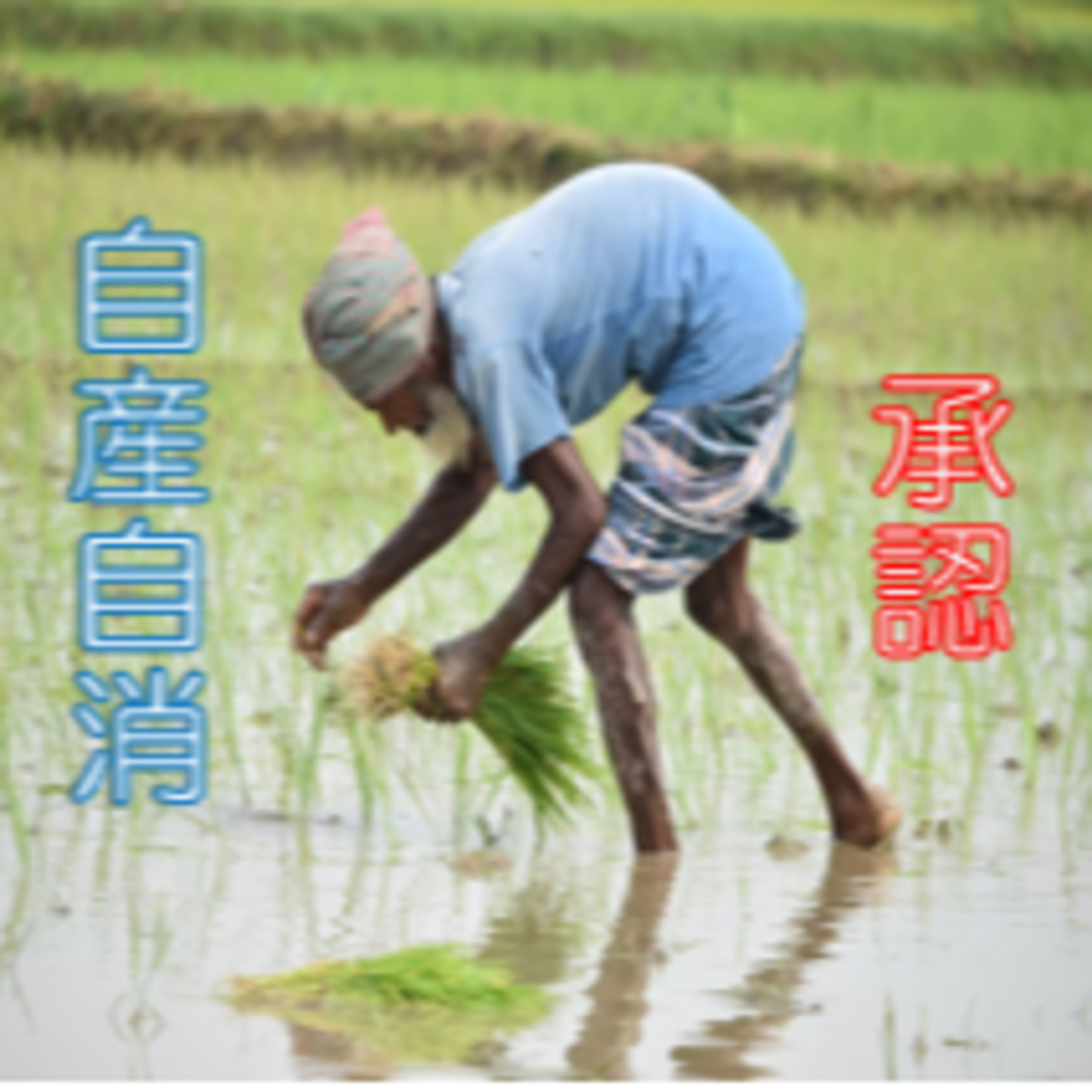 自産自消 承認