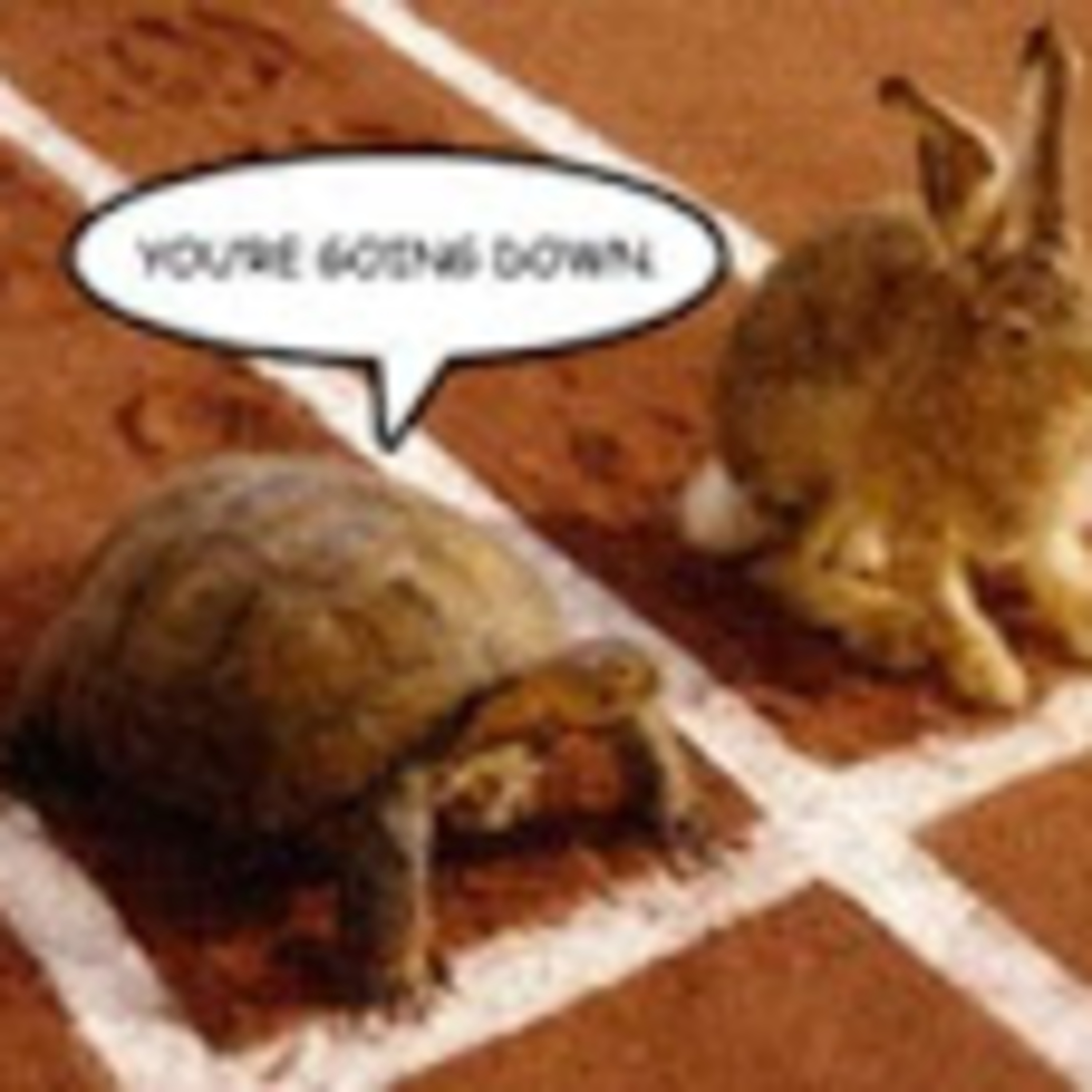 The Stubborn Tortoise