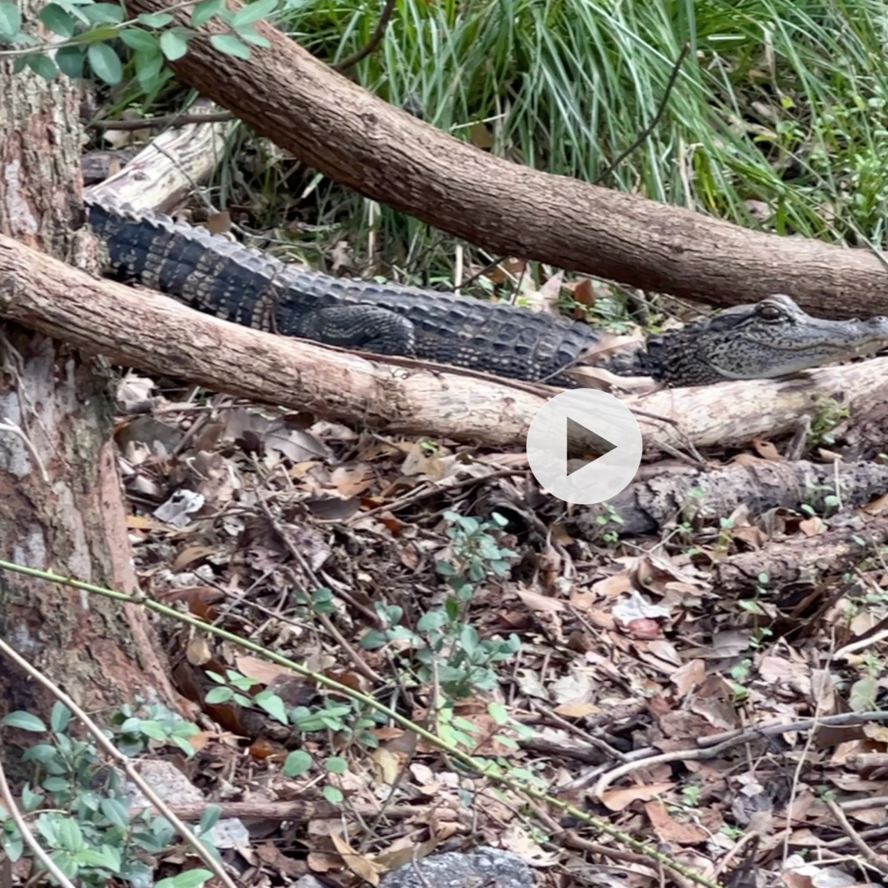Brazos Bend: Blisters, Multiple Seasons, Alligators. Oh, and a DNF With a Purpose