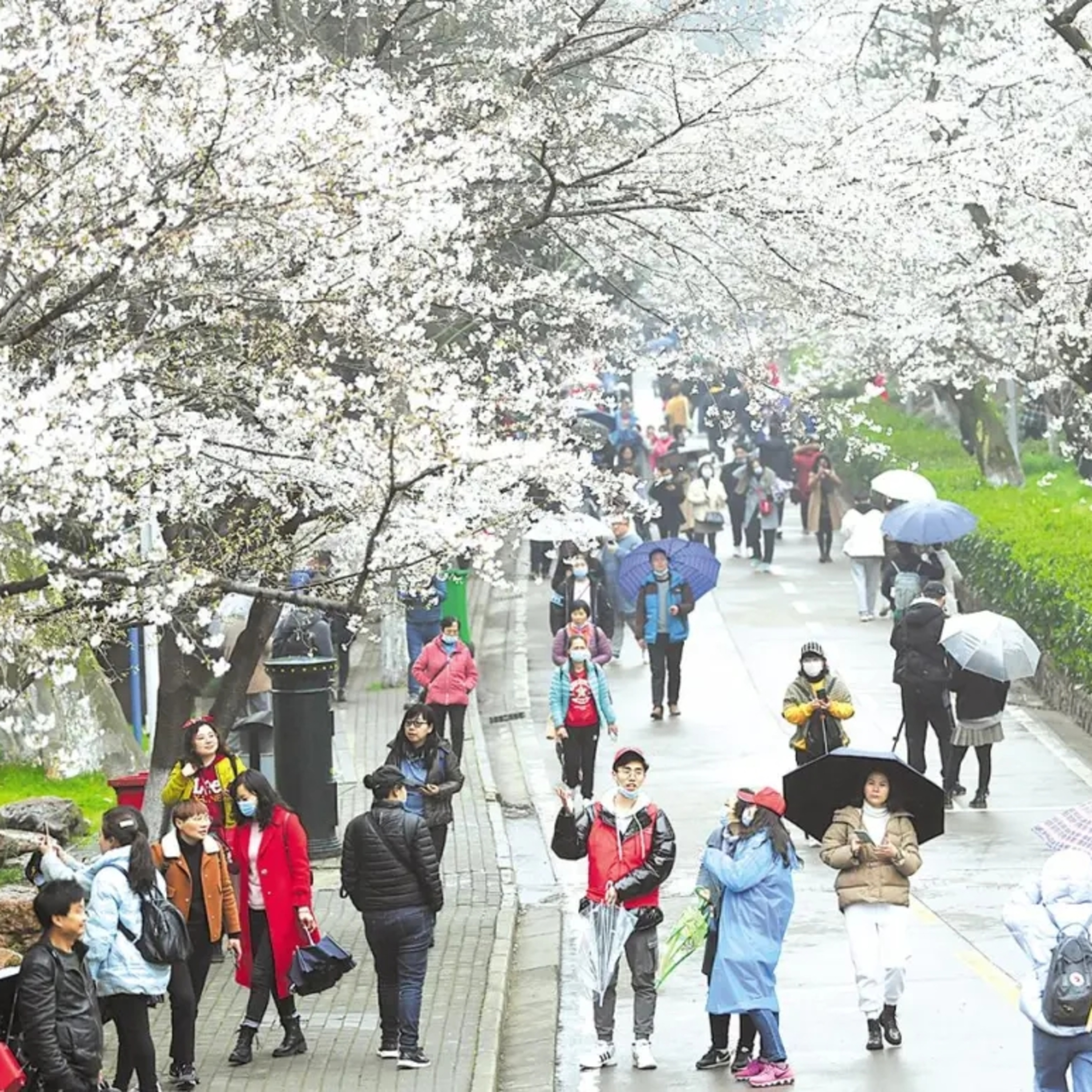 武漢大学で桜の花見、1万人が訪れる episode artwork