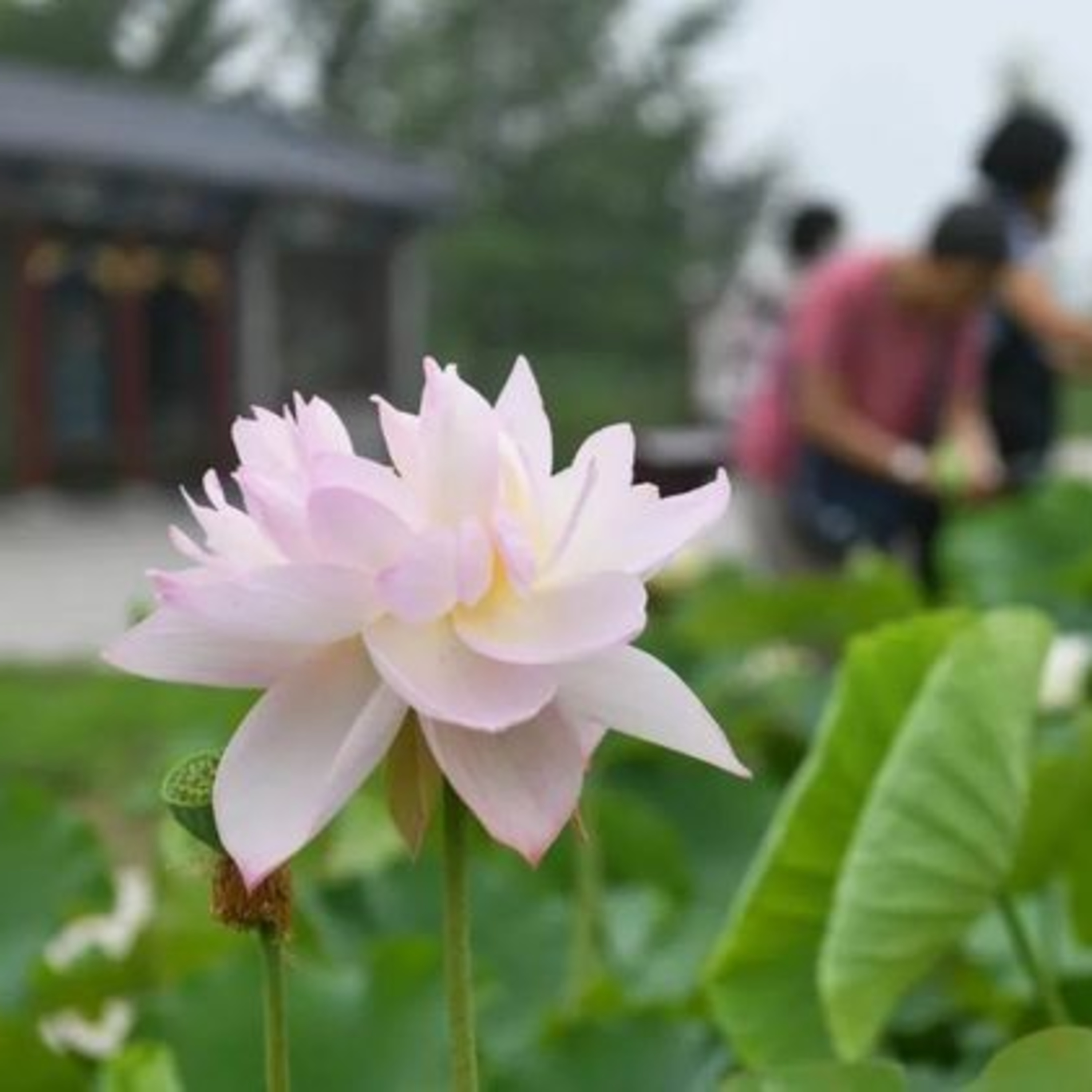 北京の円明園でハスの花フェスティバルが開幕、品種は200種類以上 episode artwork