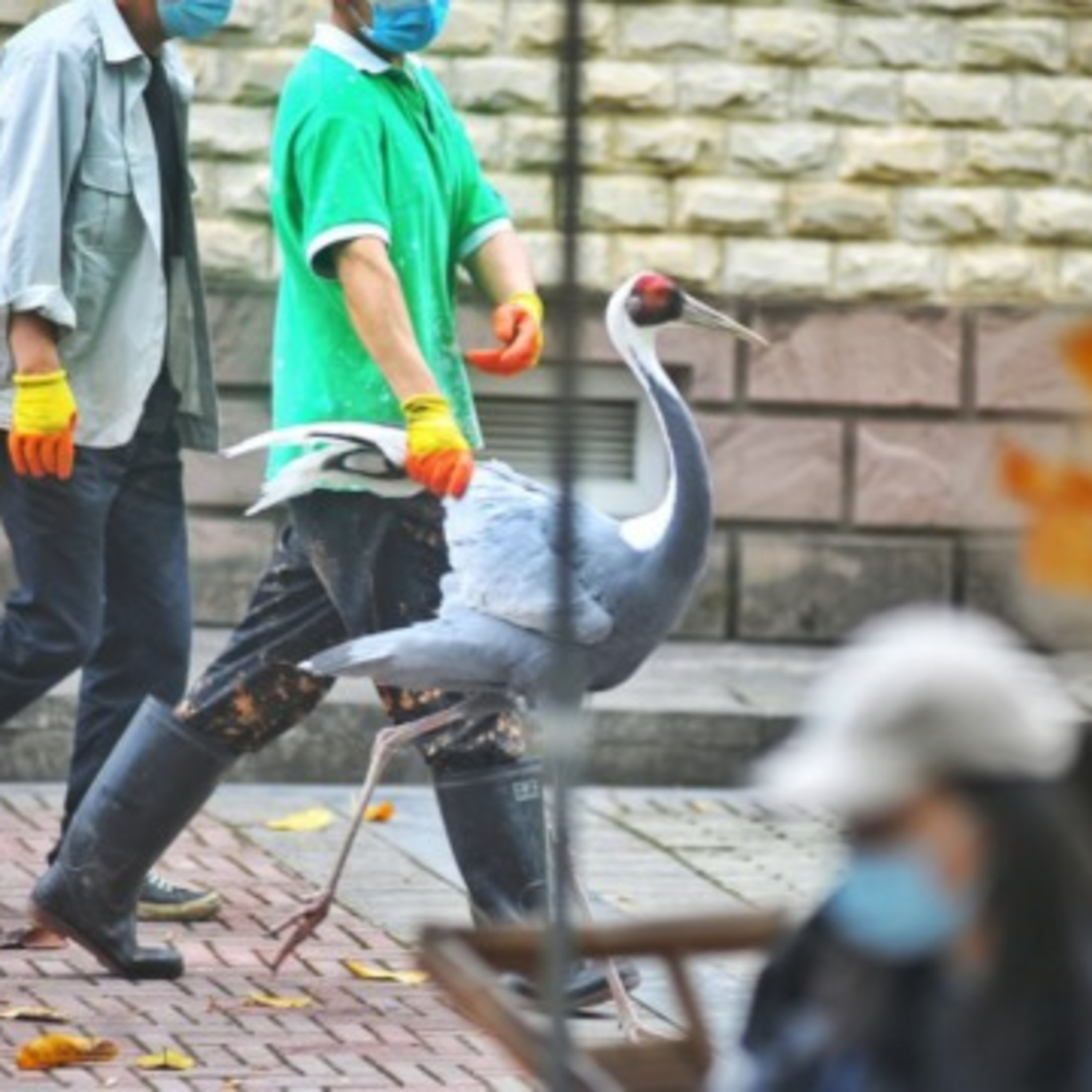 成都動物園でツル館リニューアルのためツルが「仮住まい」に引っ越し episode artwork