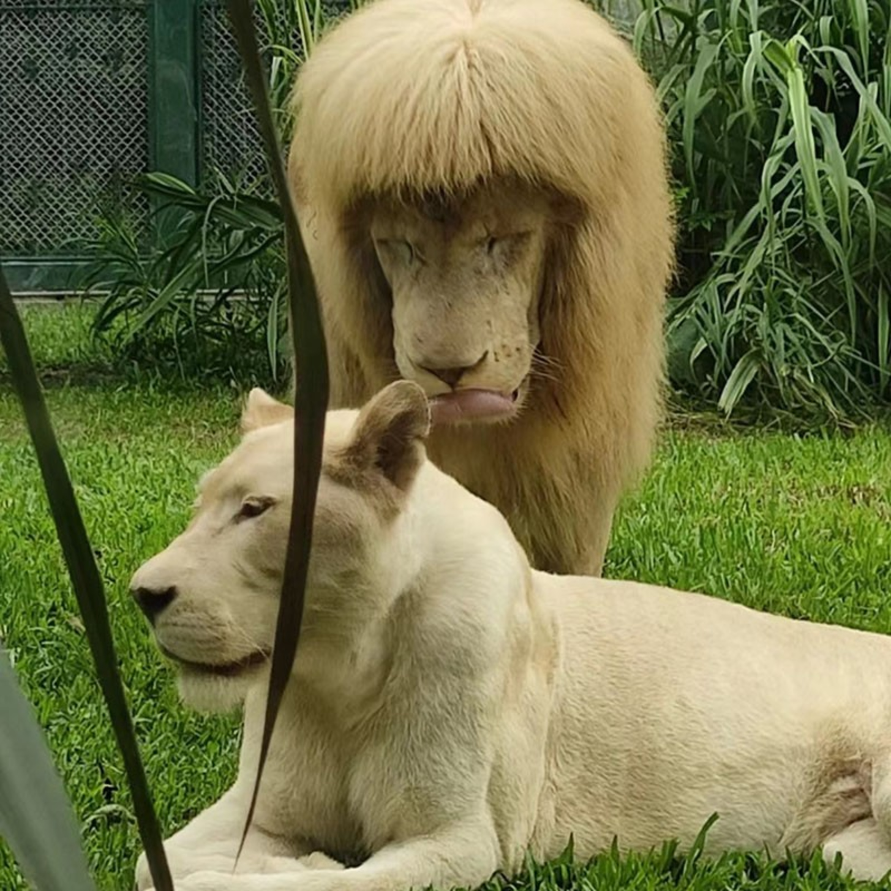 ぱっつん前髪のライオン、話題のヘアスタイルに広州動物園がコメント episode artwork