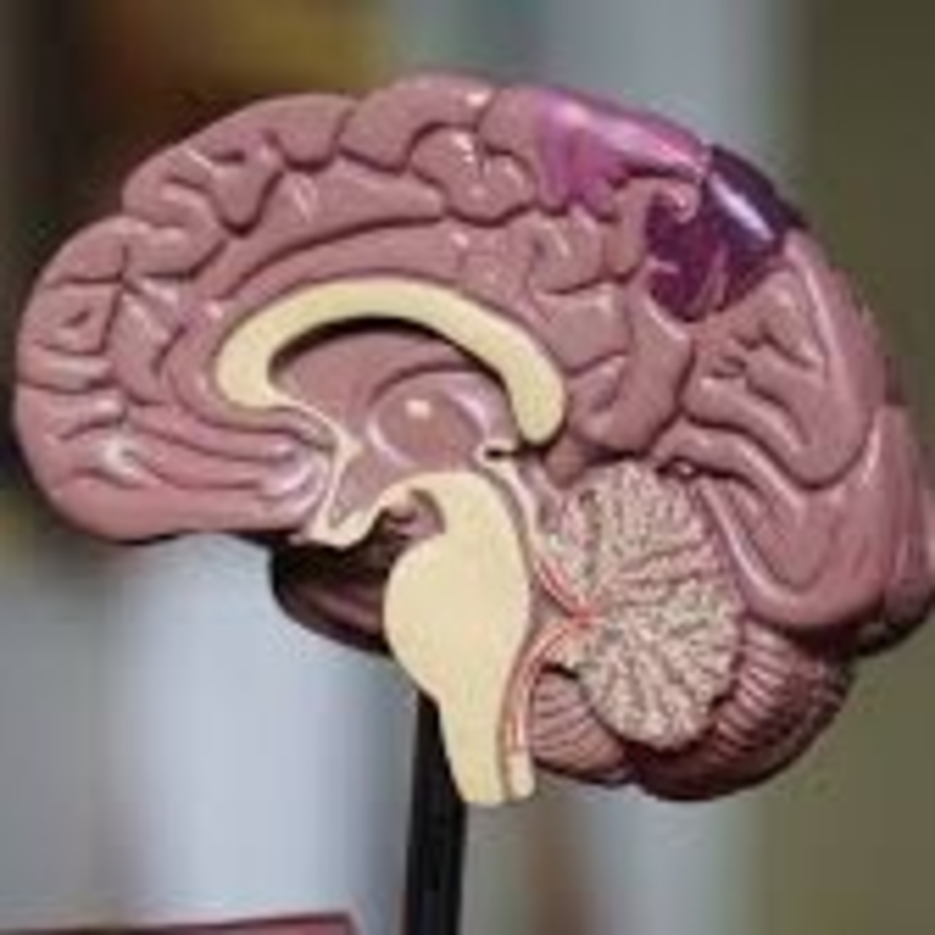 Neuropsicología y Educación