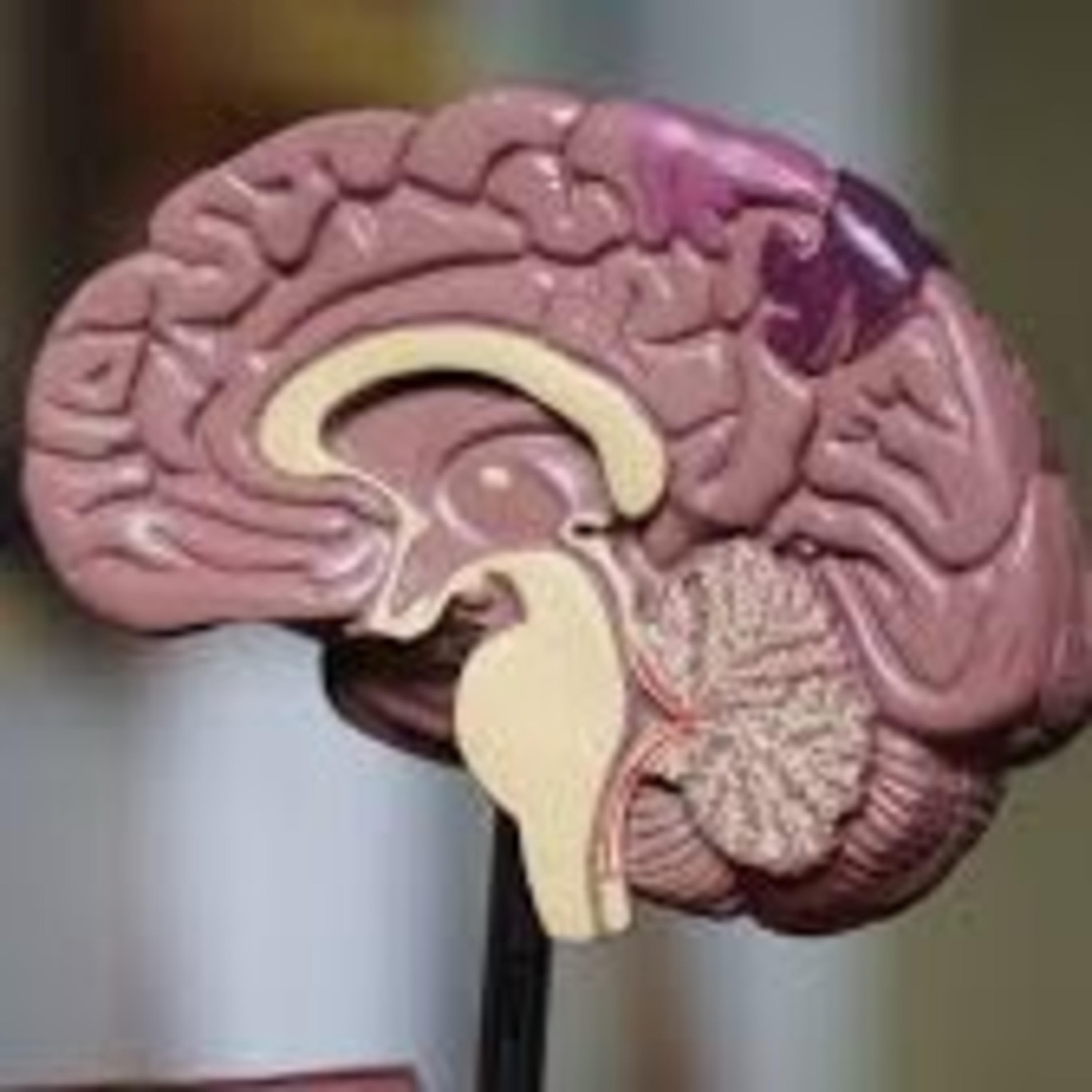 Neuropsicología y Educación