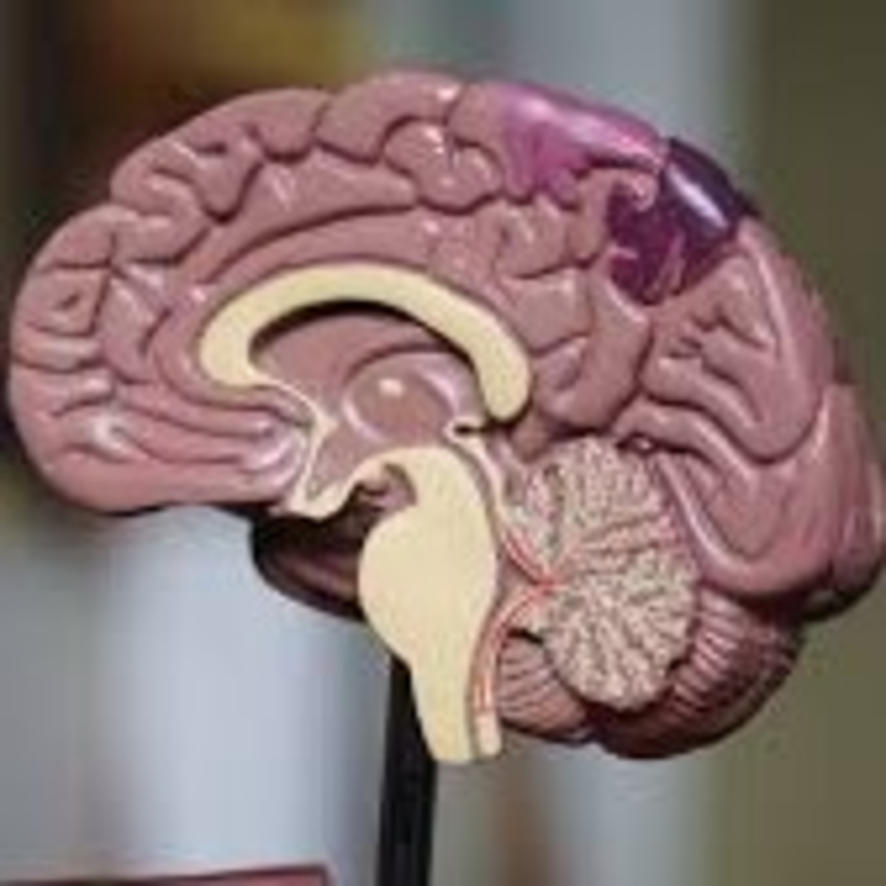 Neuropsicología y Educación