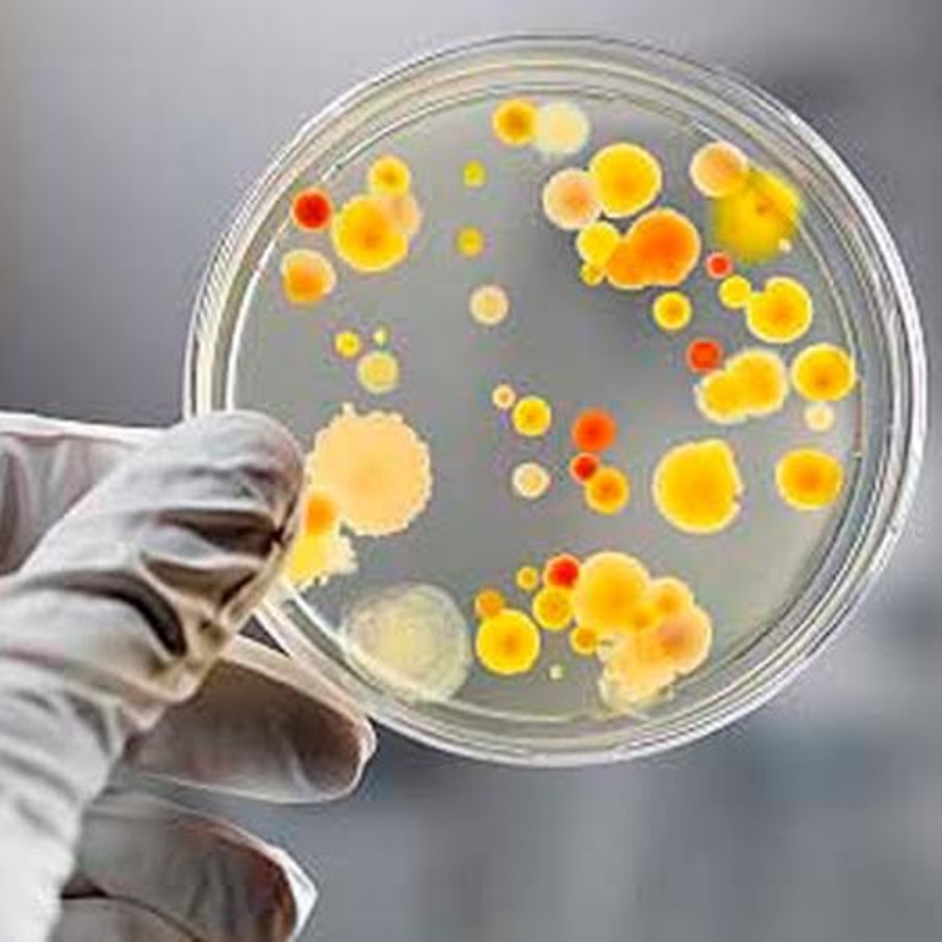 Mundo lab: episódio 01, Microrganismos em processos biotecnológicos