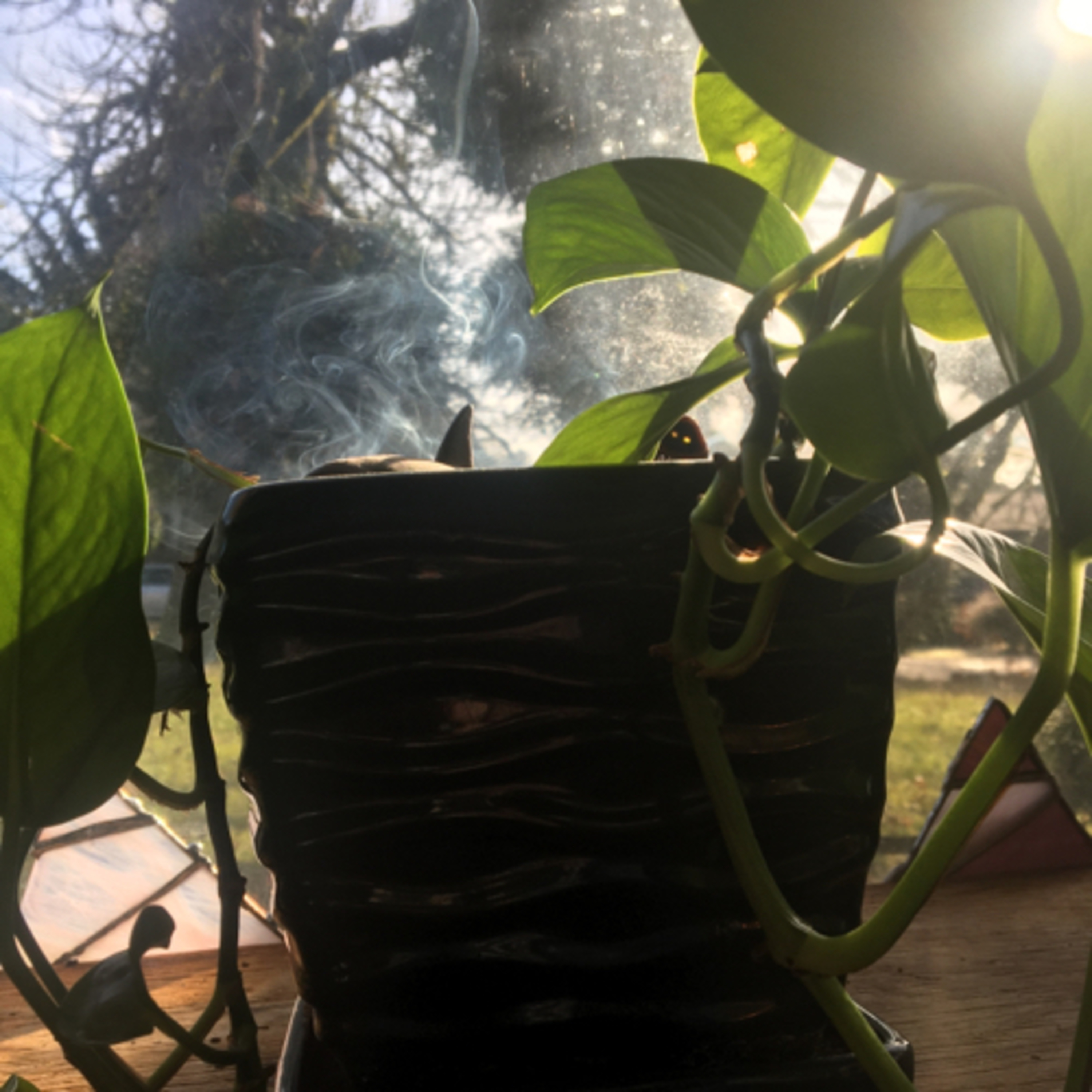 Episode 2: Jawa the Pothos