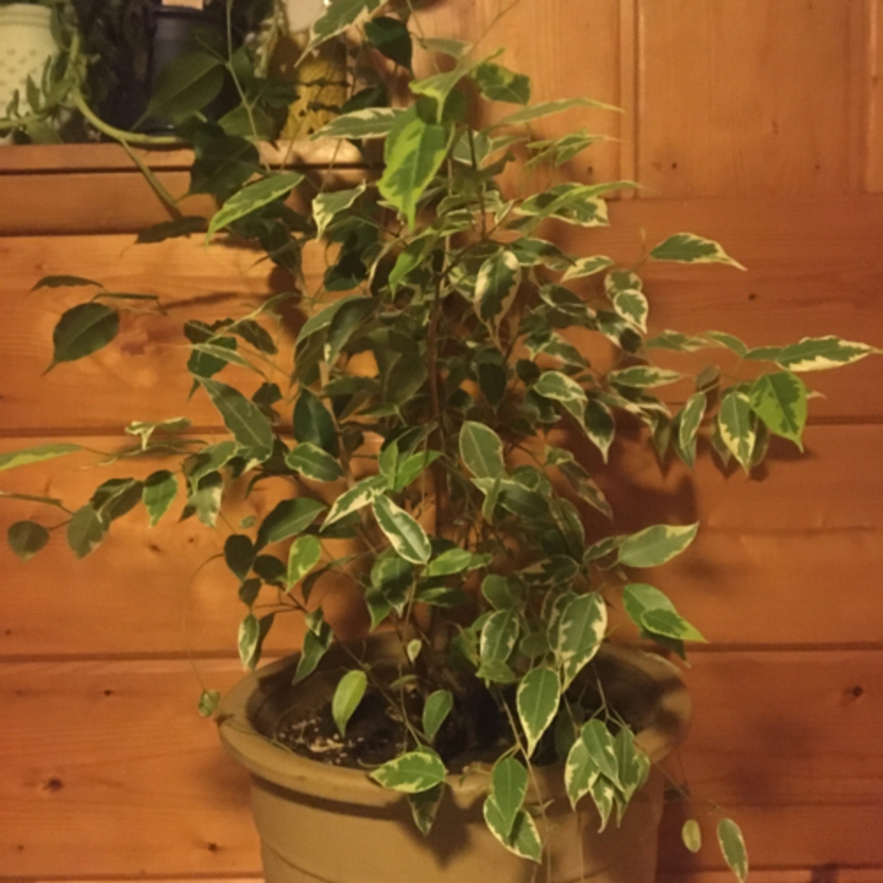 Episode 3: Micus the Ficus