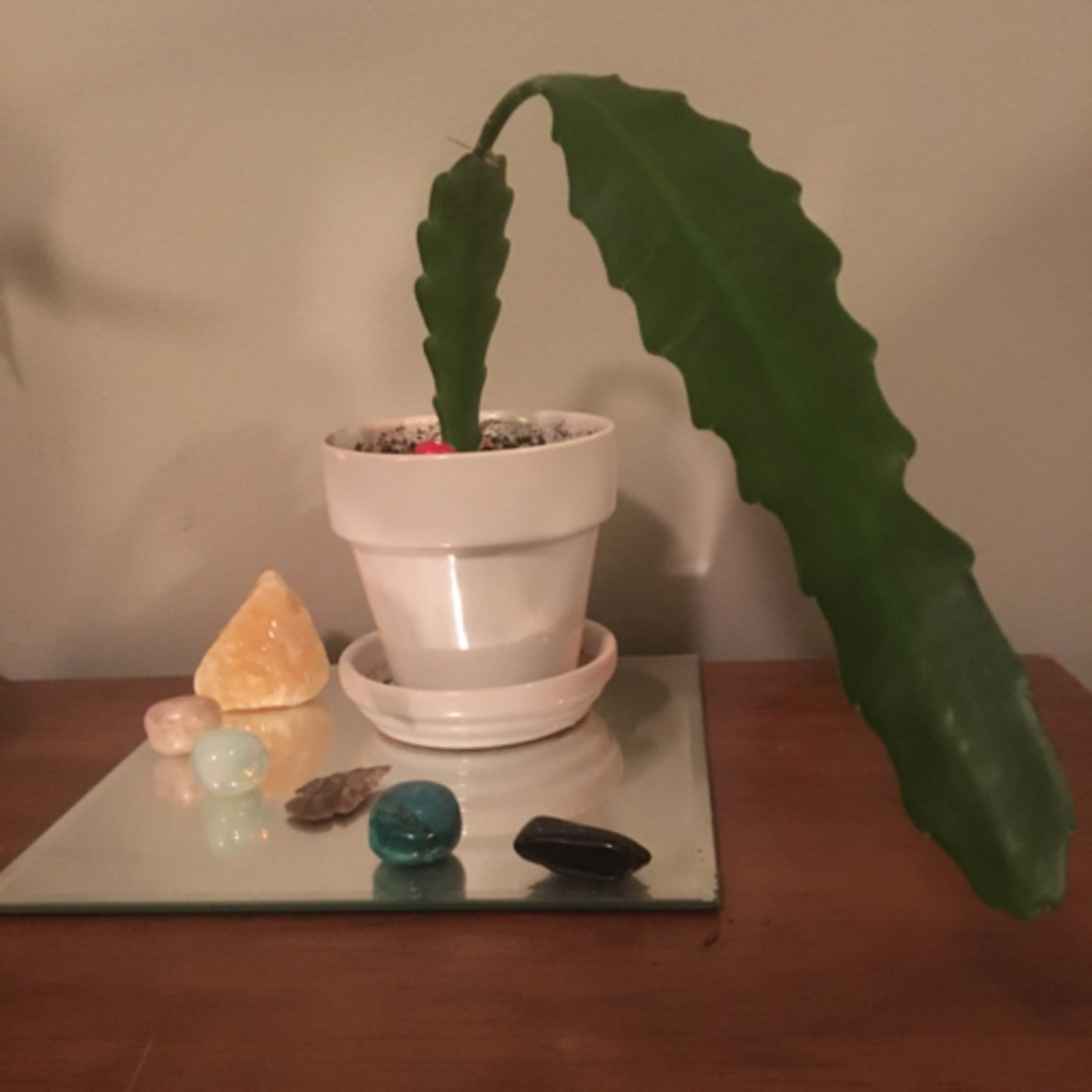 Episode 4: Long Boi the Epiphyllum