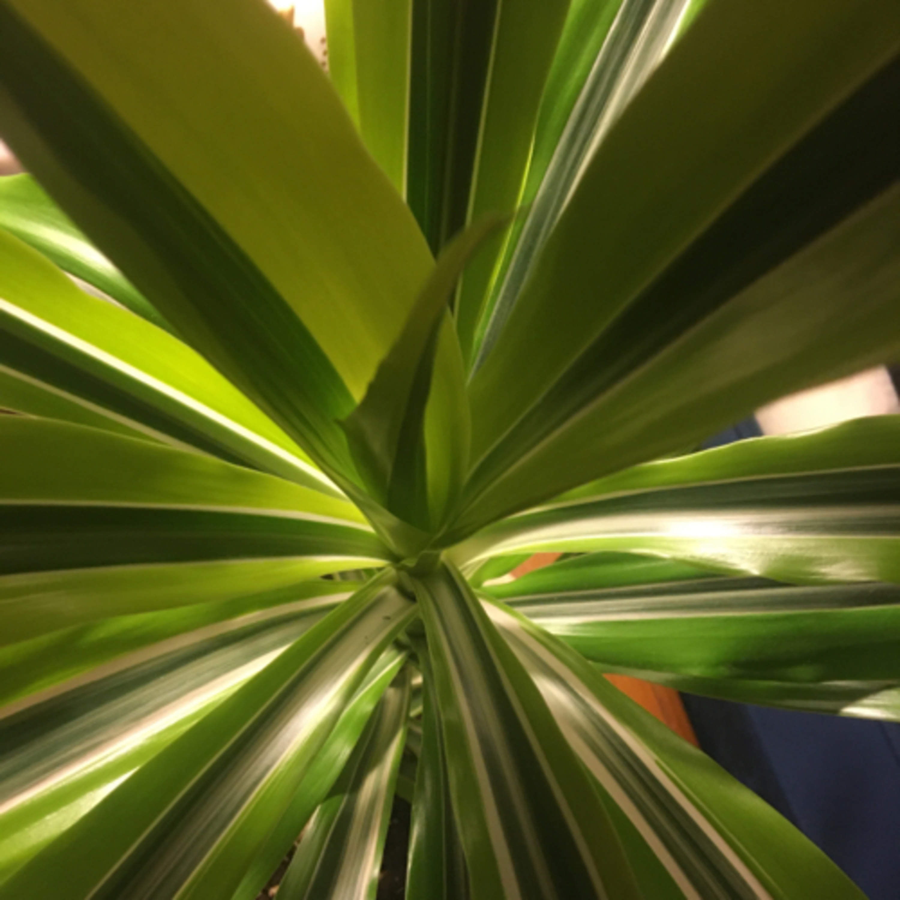 Episode 5: Ostrich Song the Dracaena Reflexa