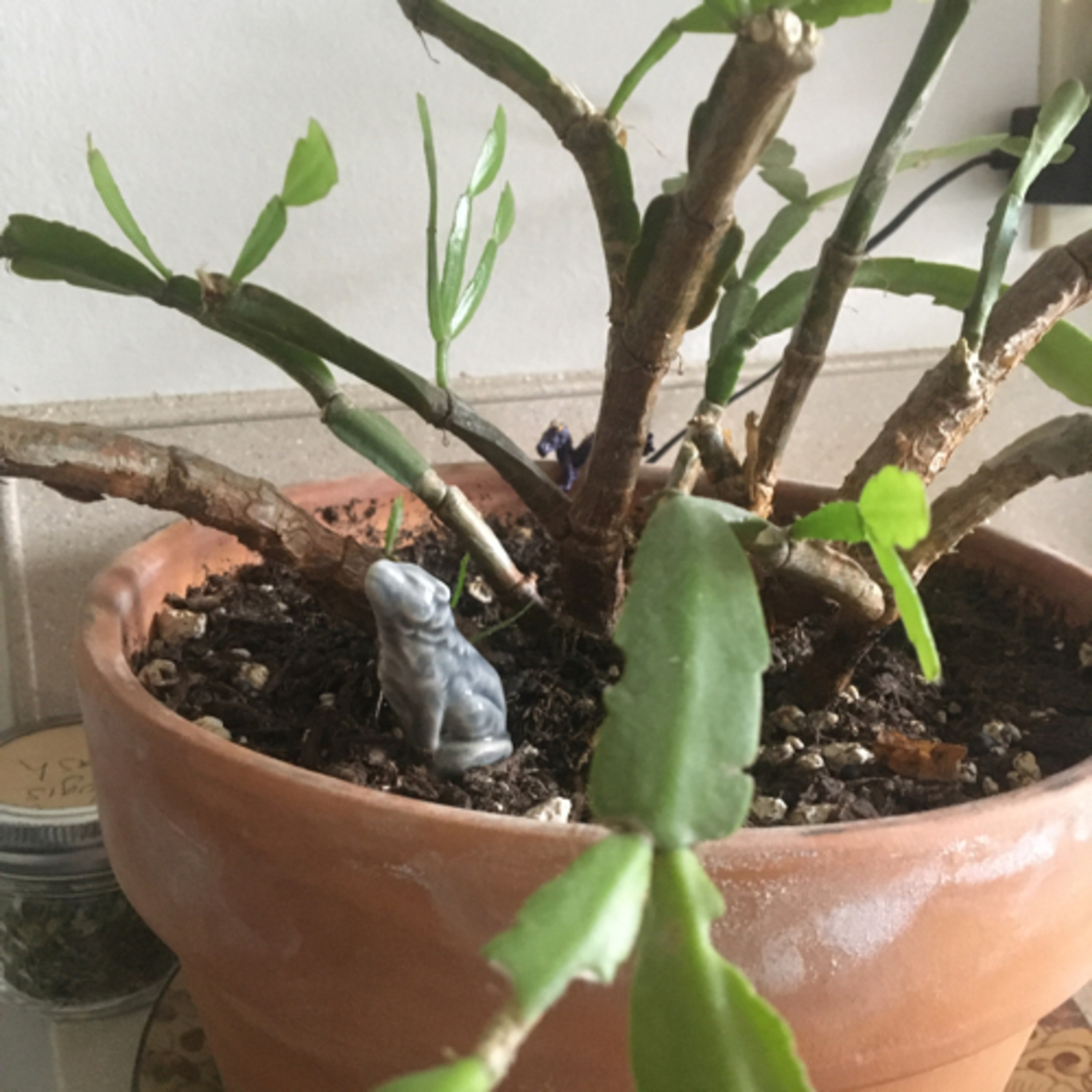 Episode 8: Roberta the Easter Cactus