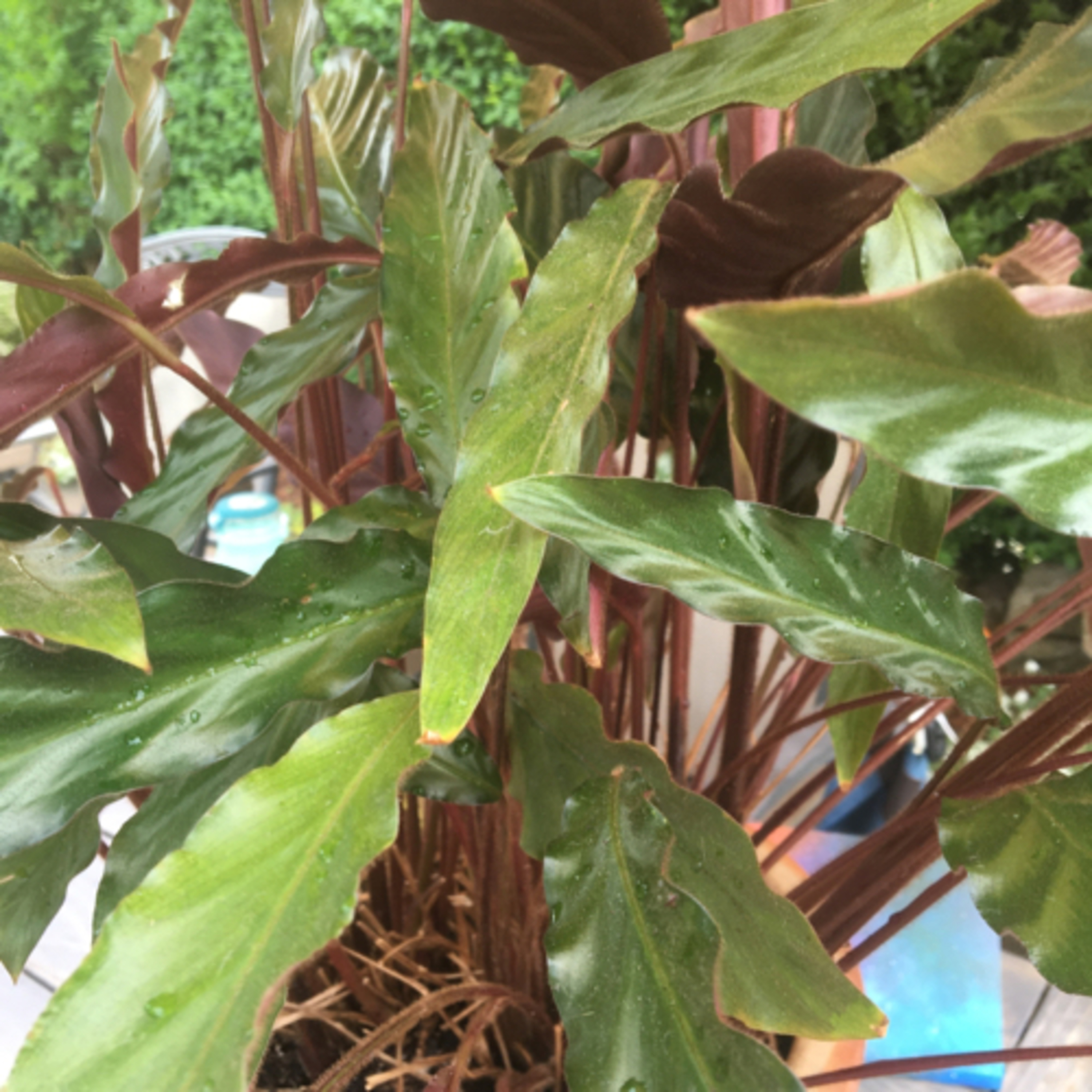 Episode 9: Barba the Velvet Calathea