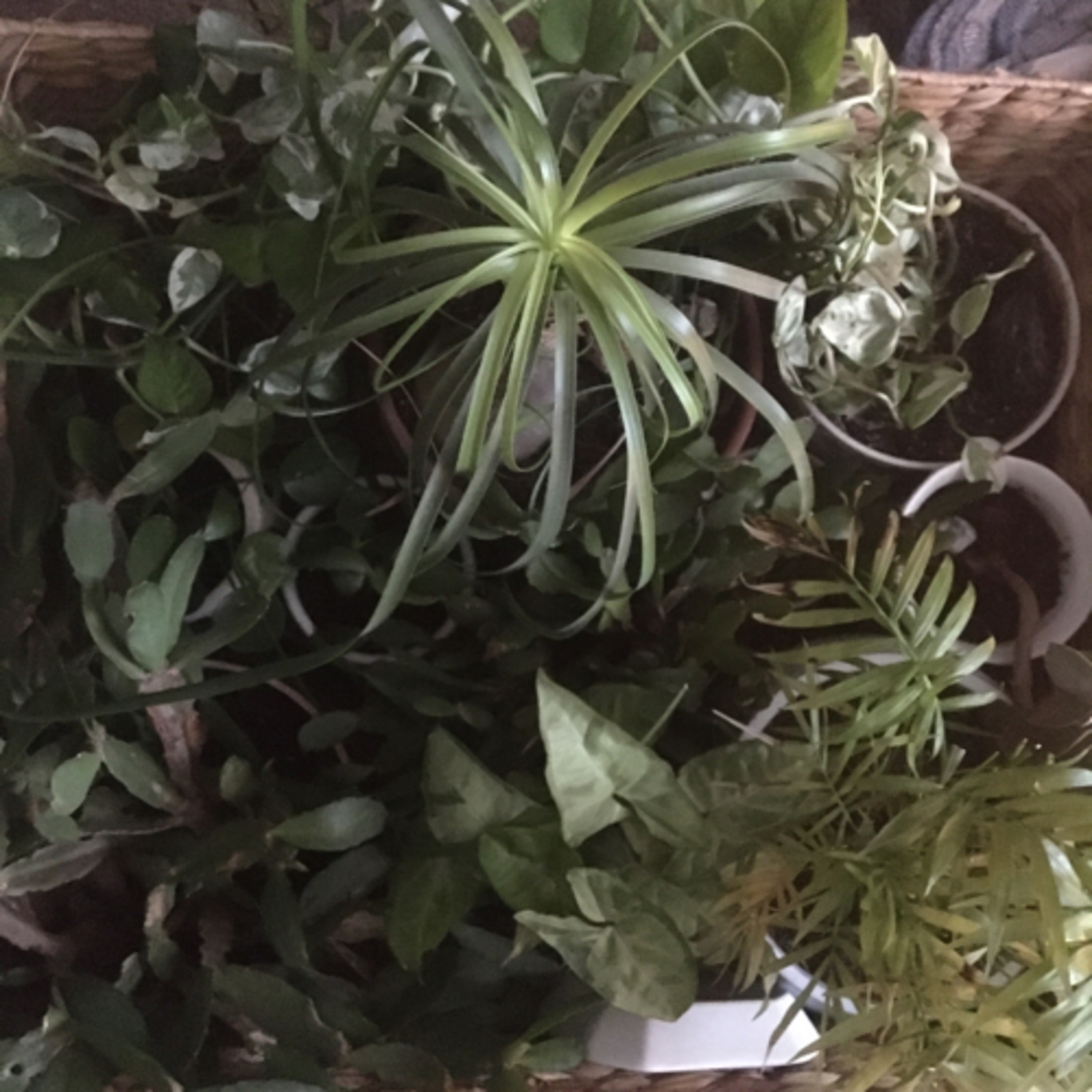 Episode 10: Plant Naming Special