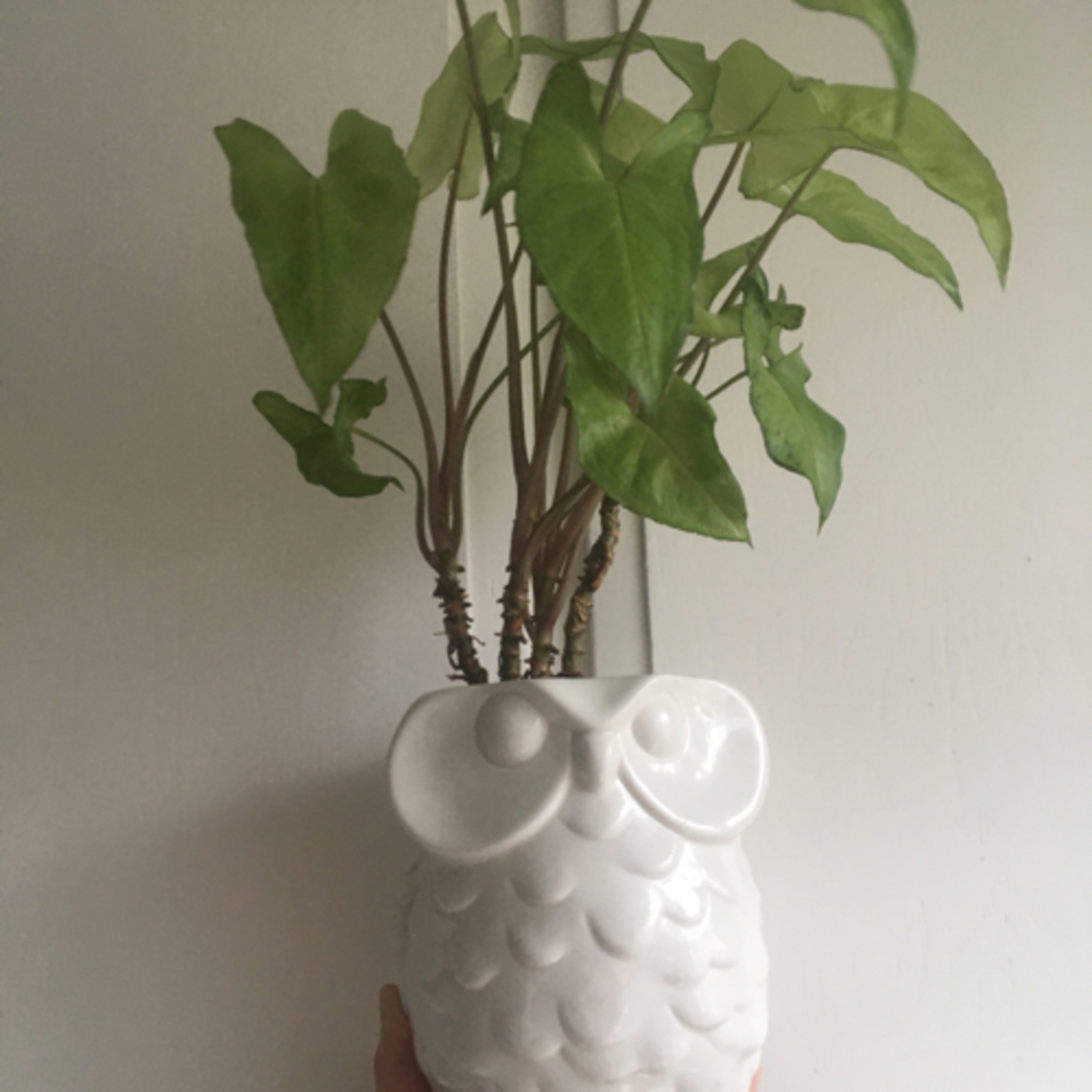 Episode 11: Hedwig the Syngonium