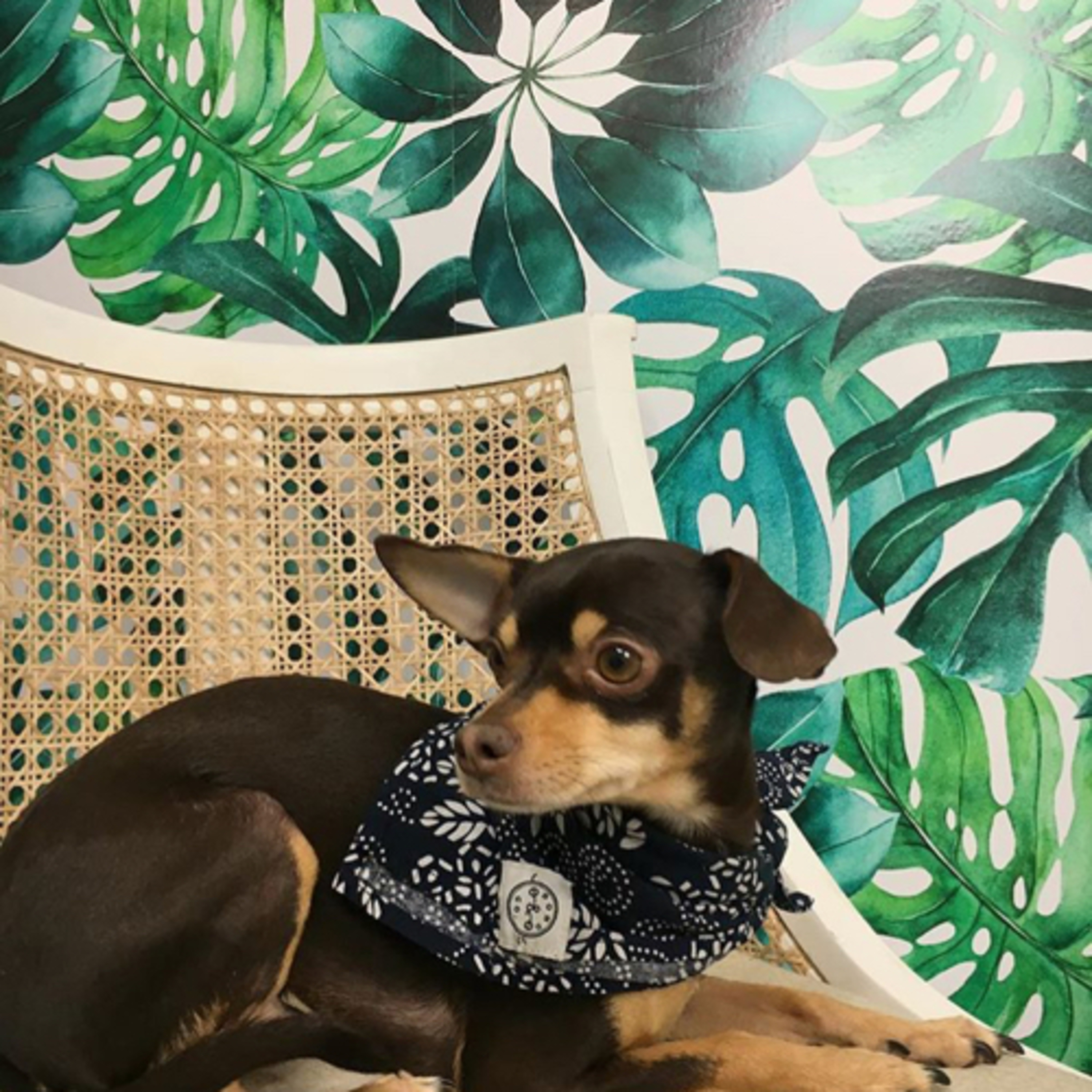 Episode 15: Boston Fern with Jess