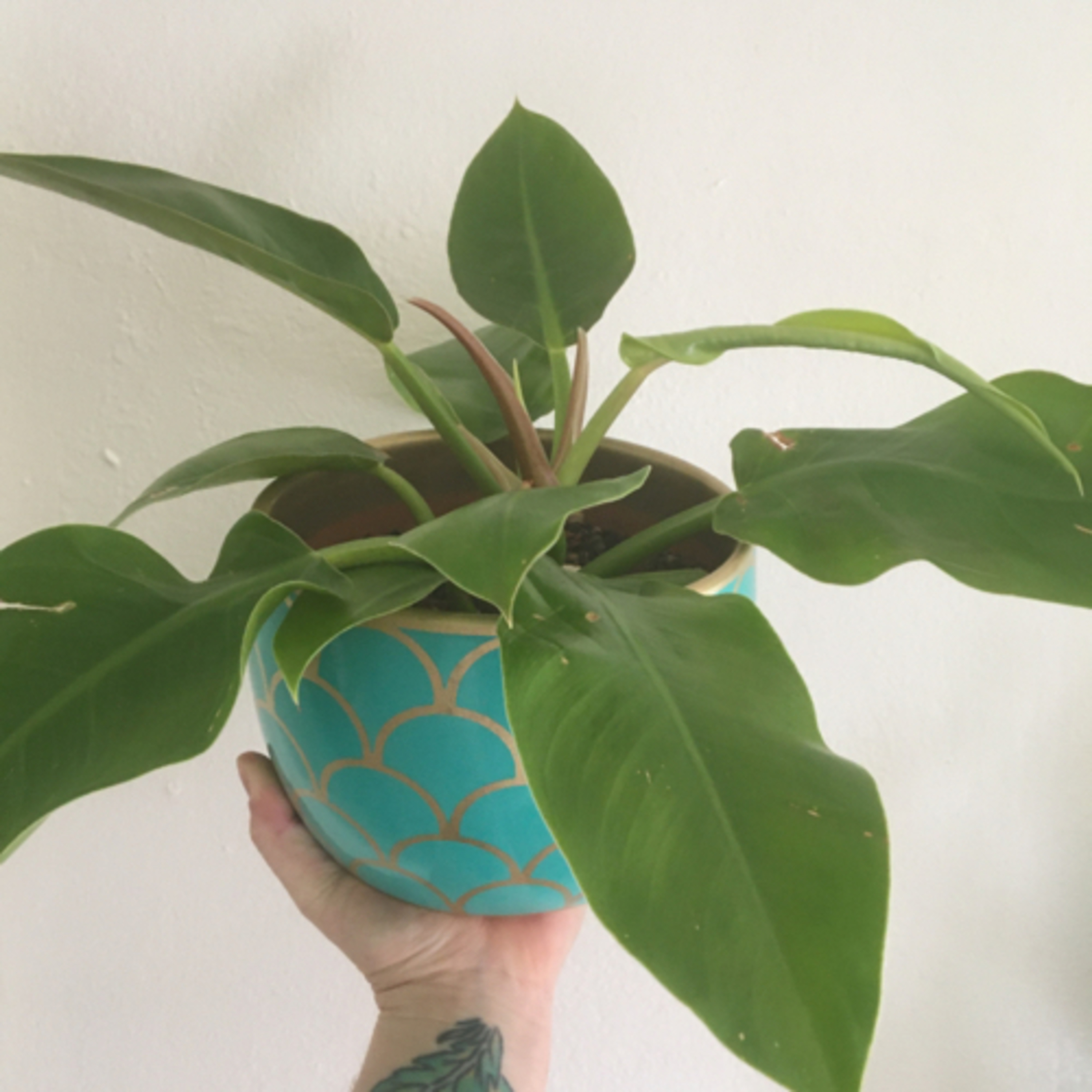 Episode 16: Lupin the Philodendron Moonlight 