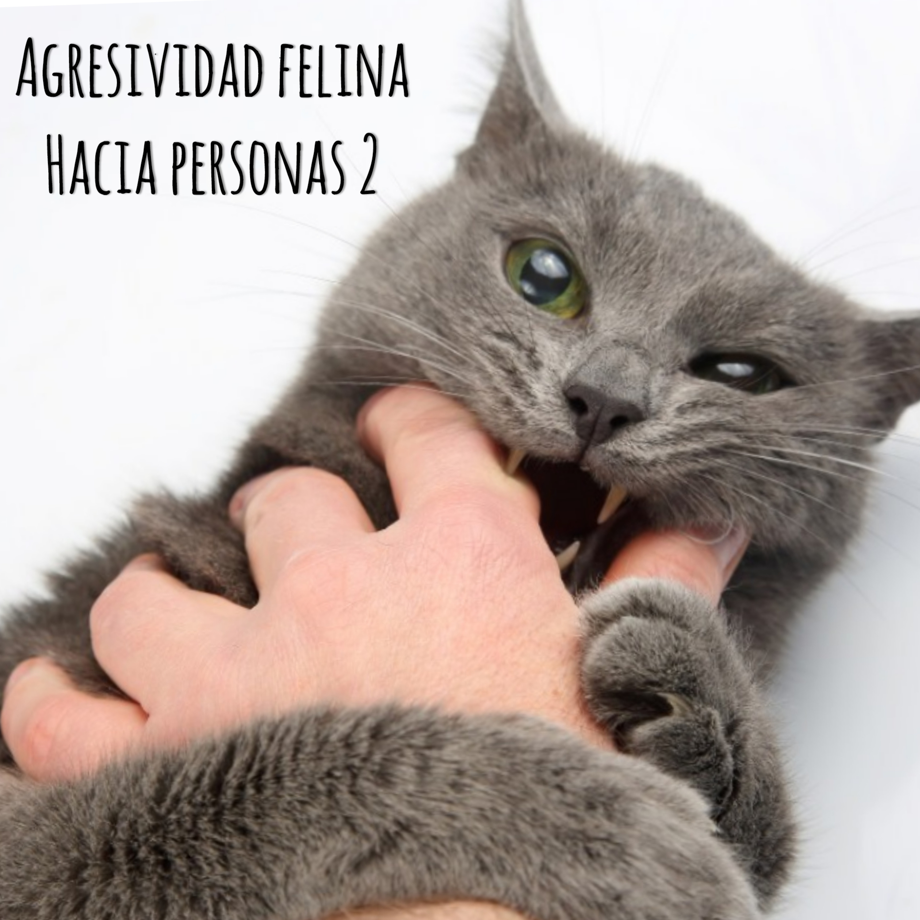 Agresividad felina hacia personas 2