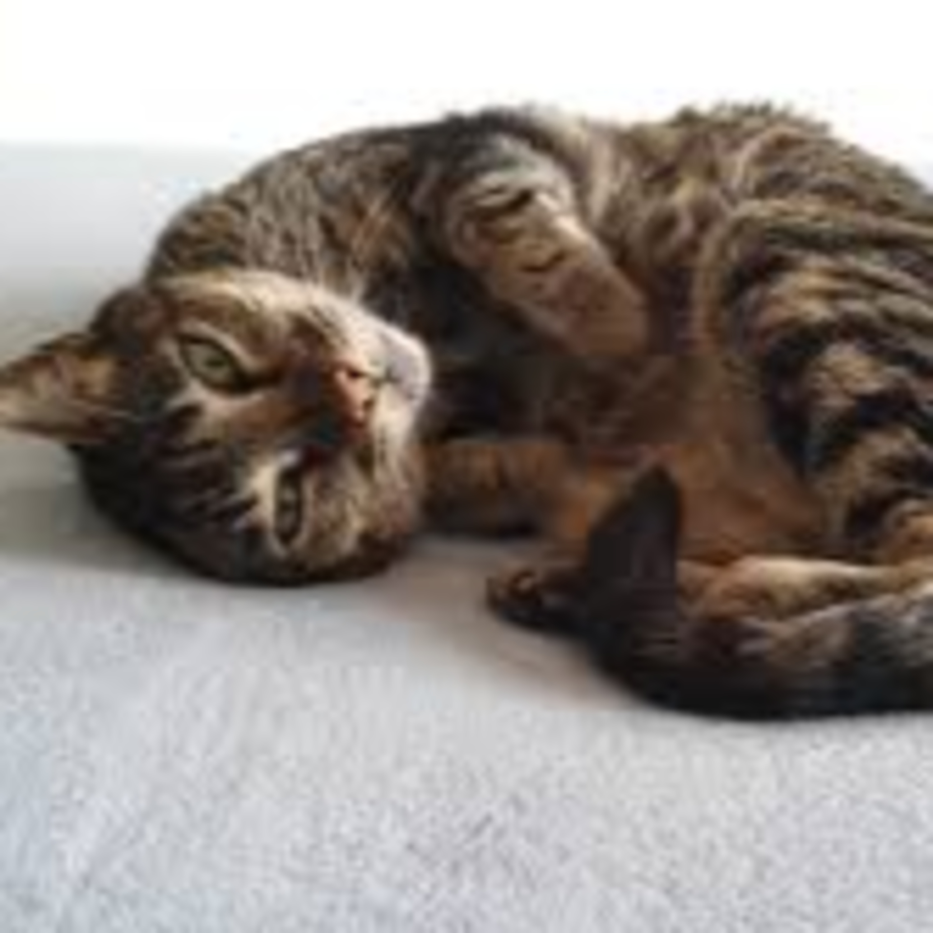 El celo de las gatas