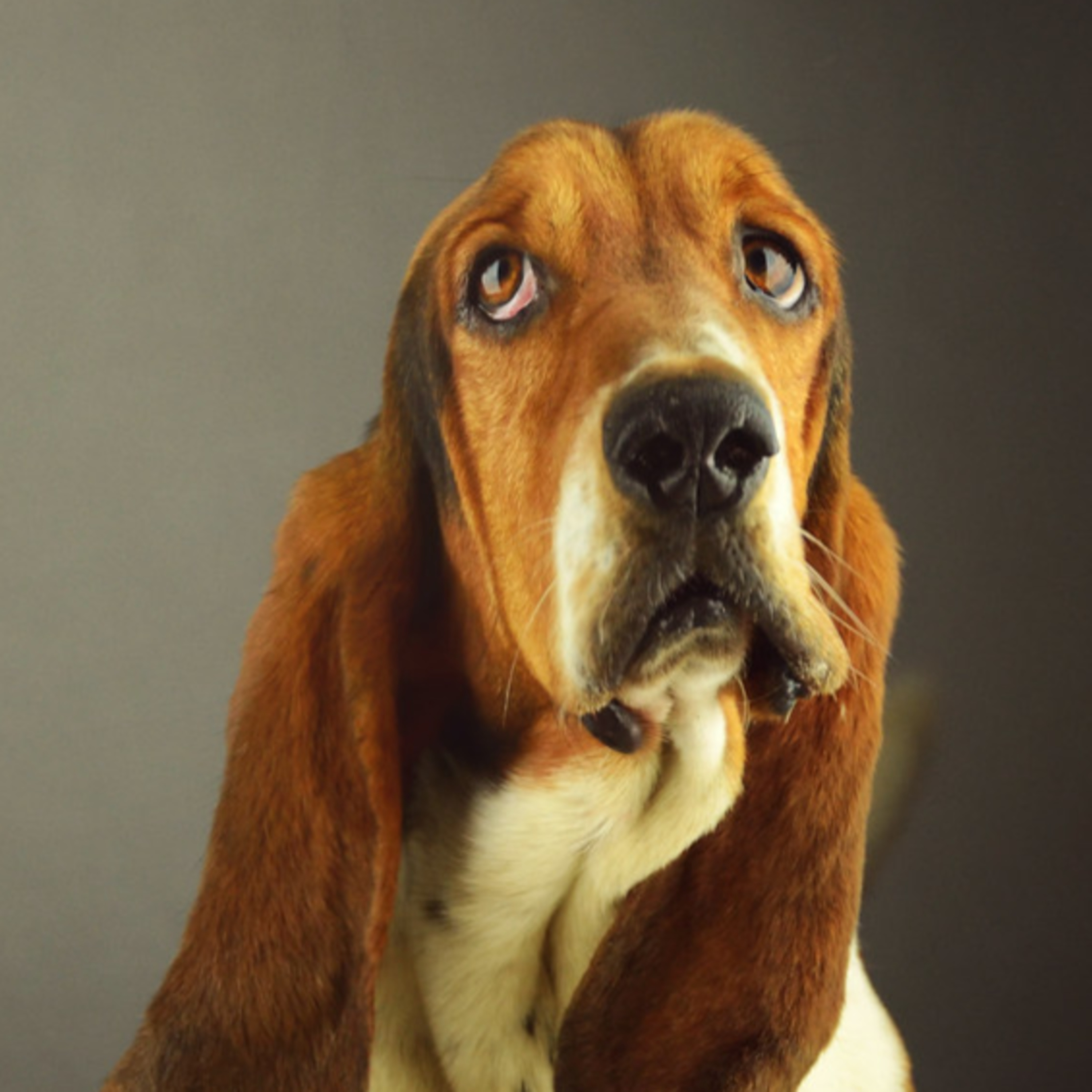 El perro y su próstata