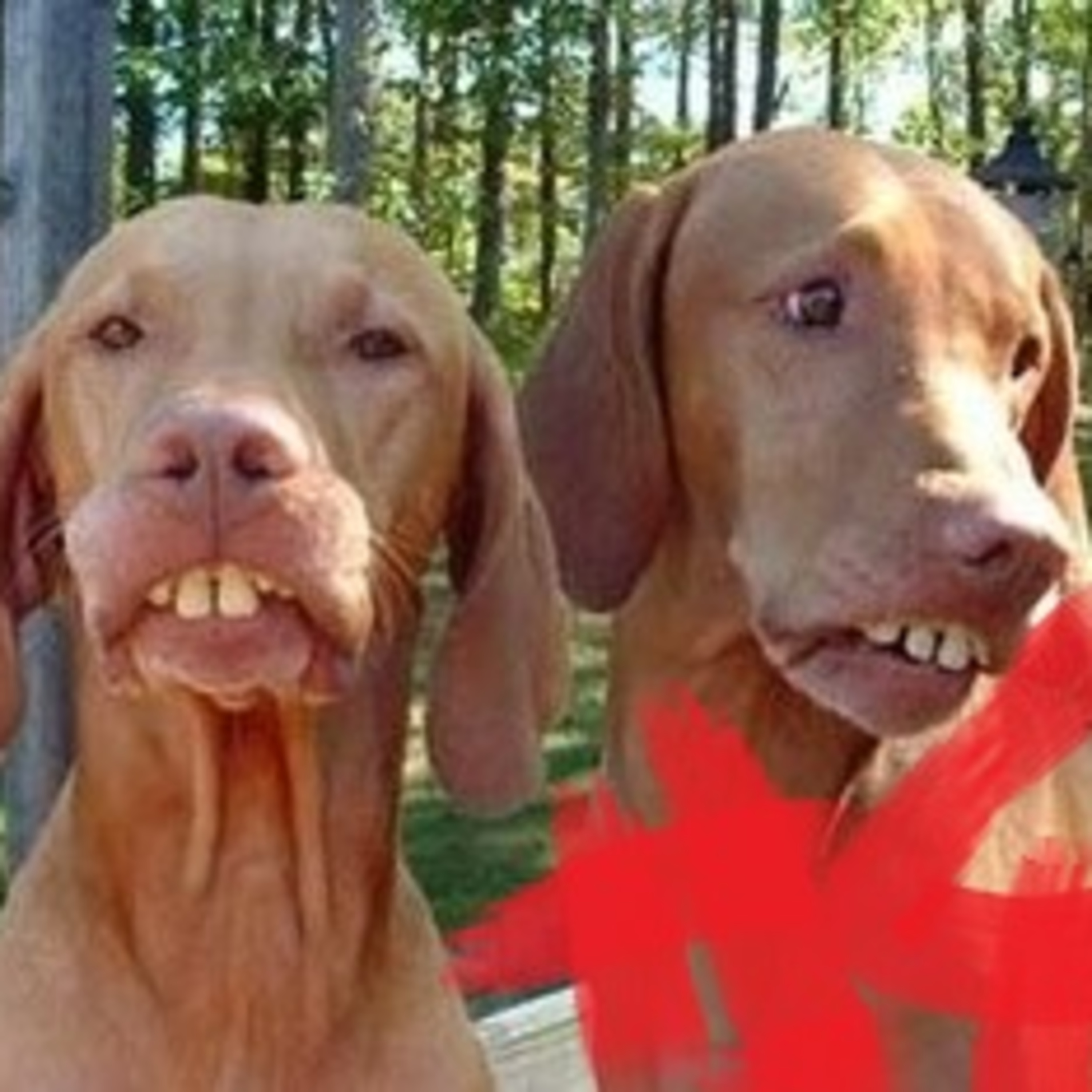 dumme Hunde & spanish Omlette #4