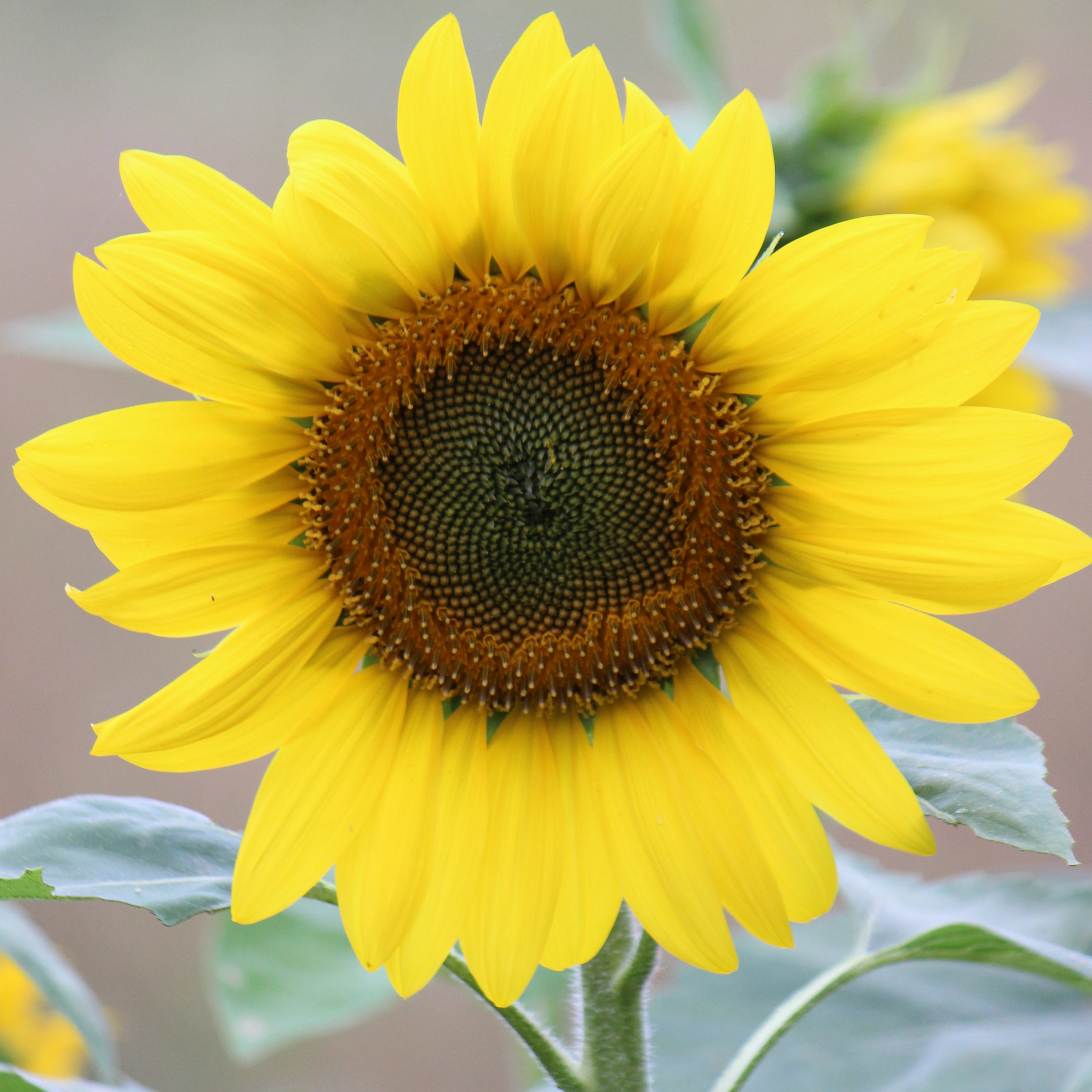 Grace and the Winter Solstice