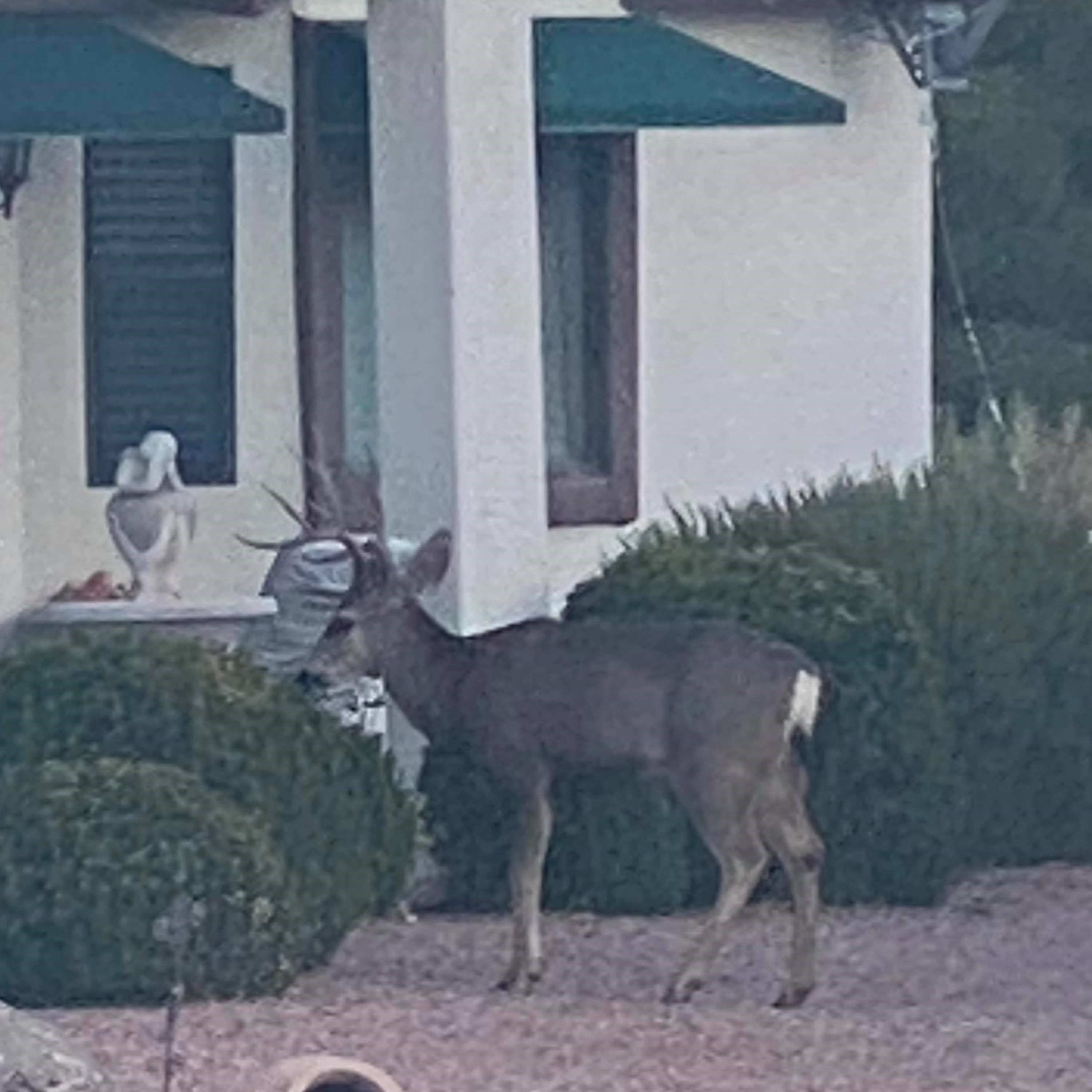 THERE'S A FUCKING DEER IN MY YARD! episode artwork