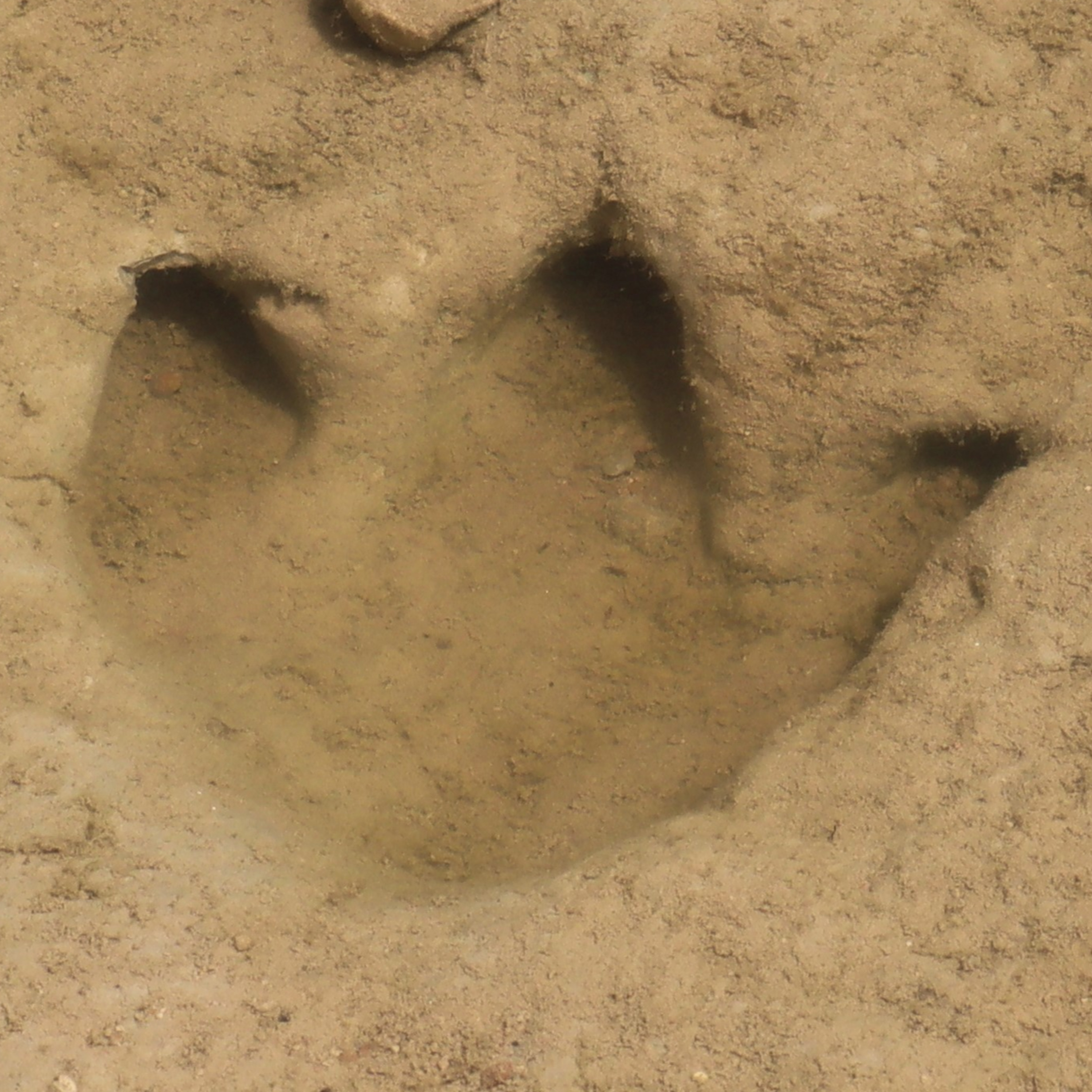 Arizona Timeless Tourist