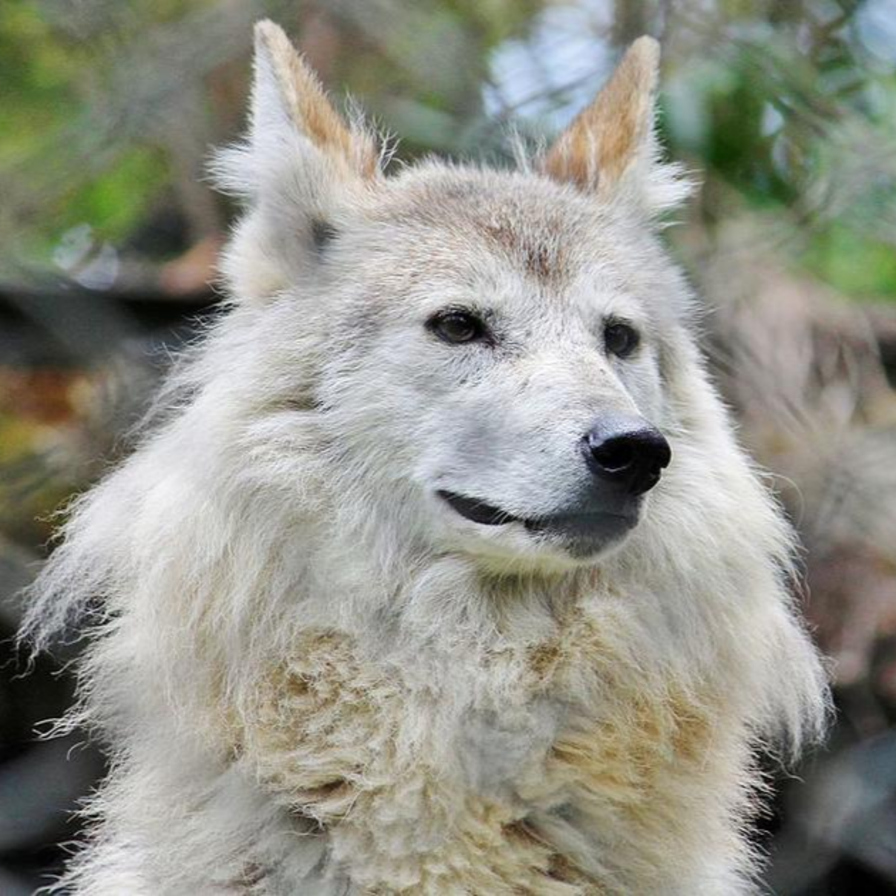 Mystery animal of the week # 4