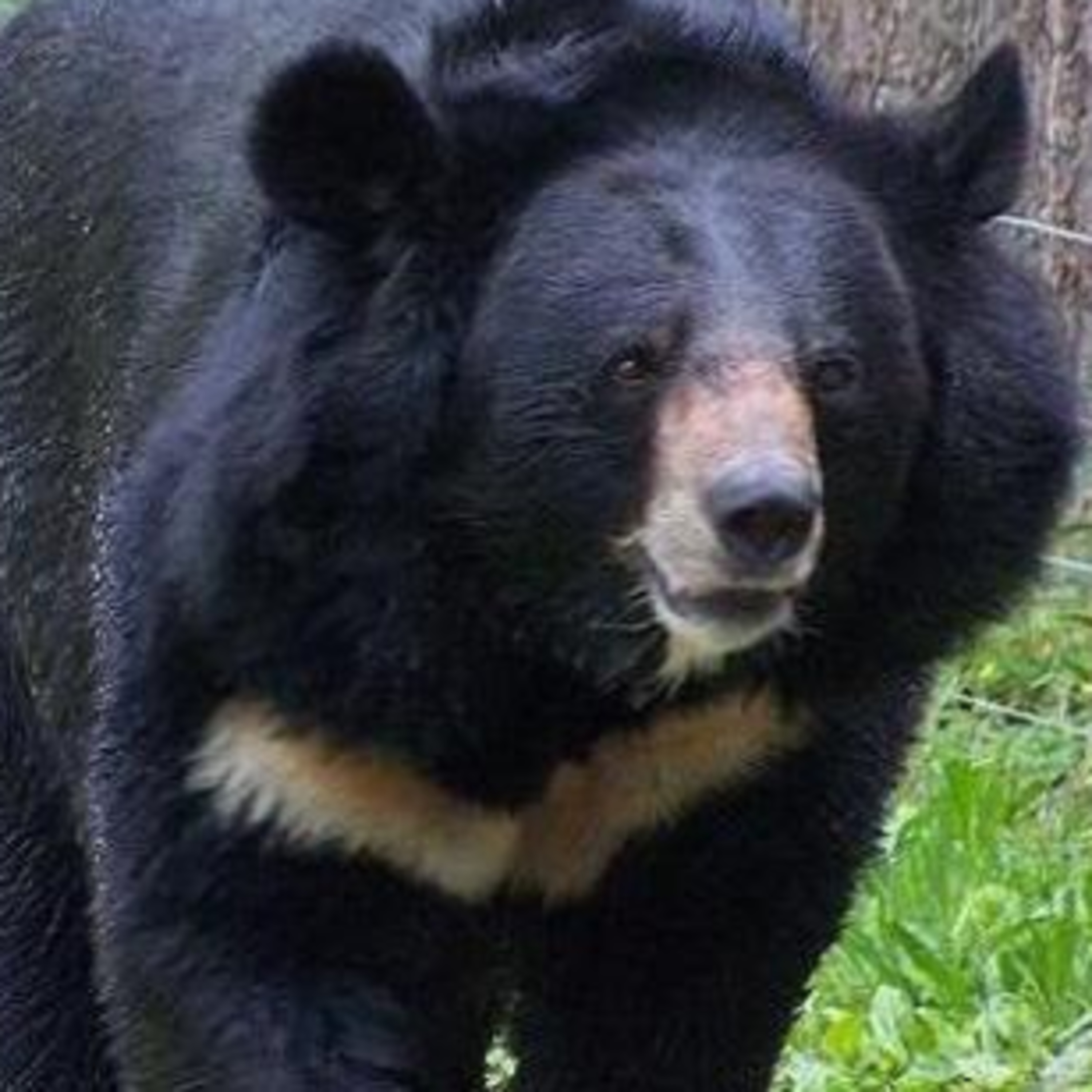 Mystery animal of the week # 3