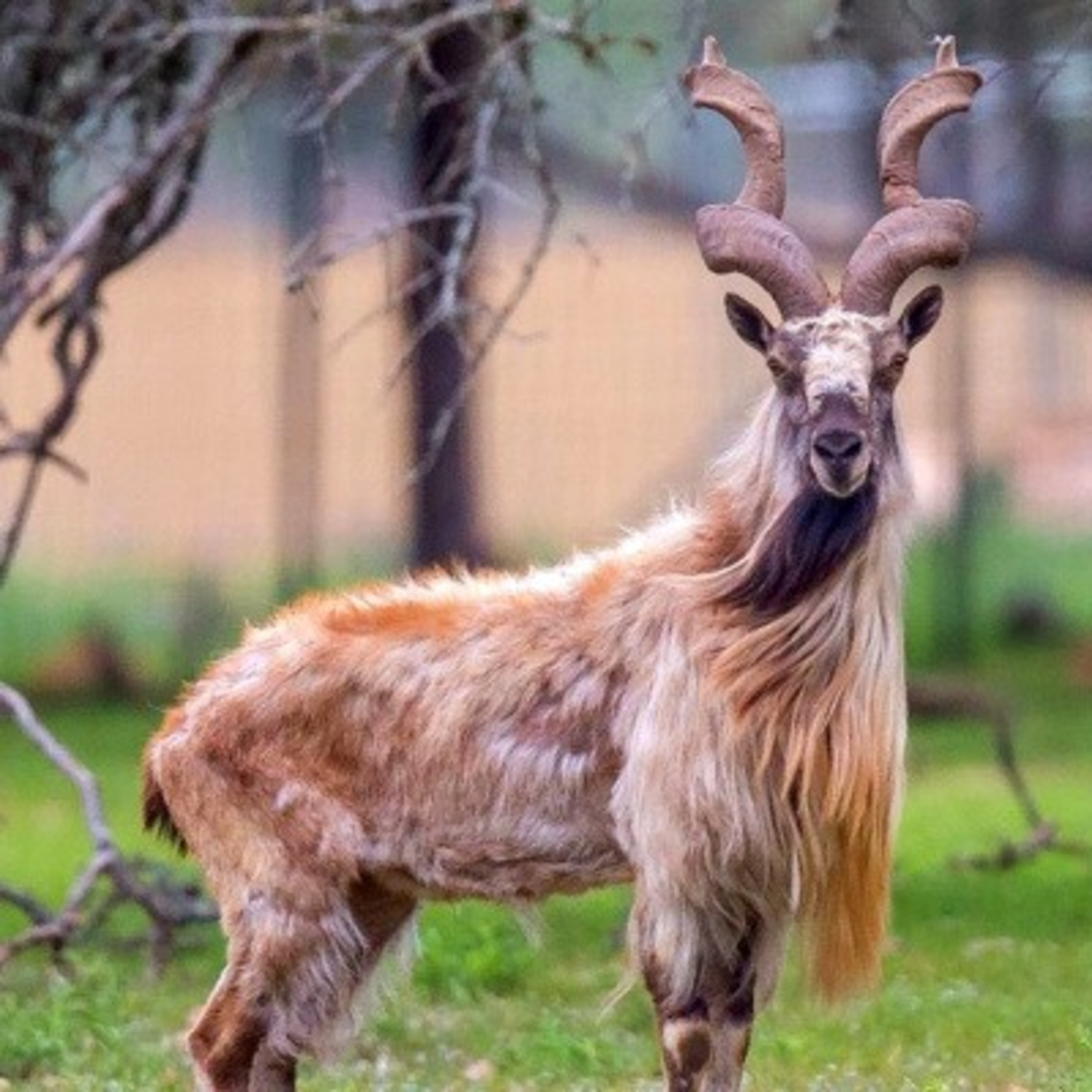 Mystery animal of the week # 2