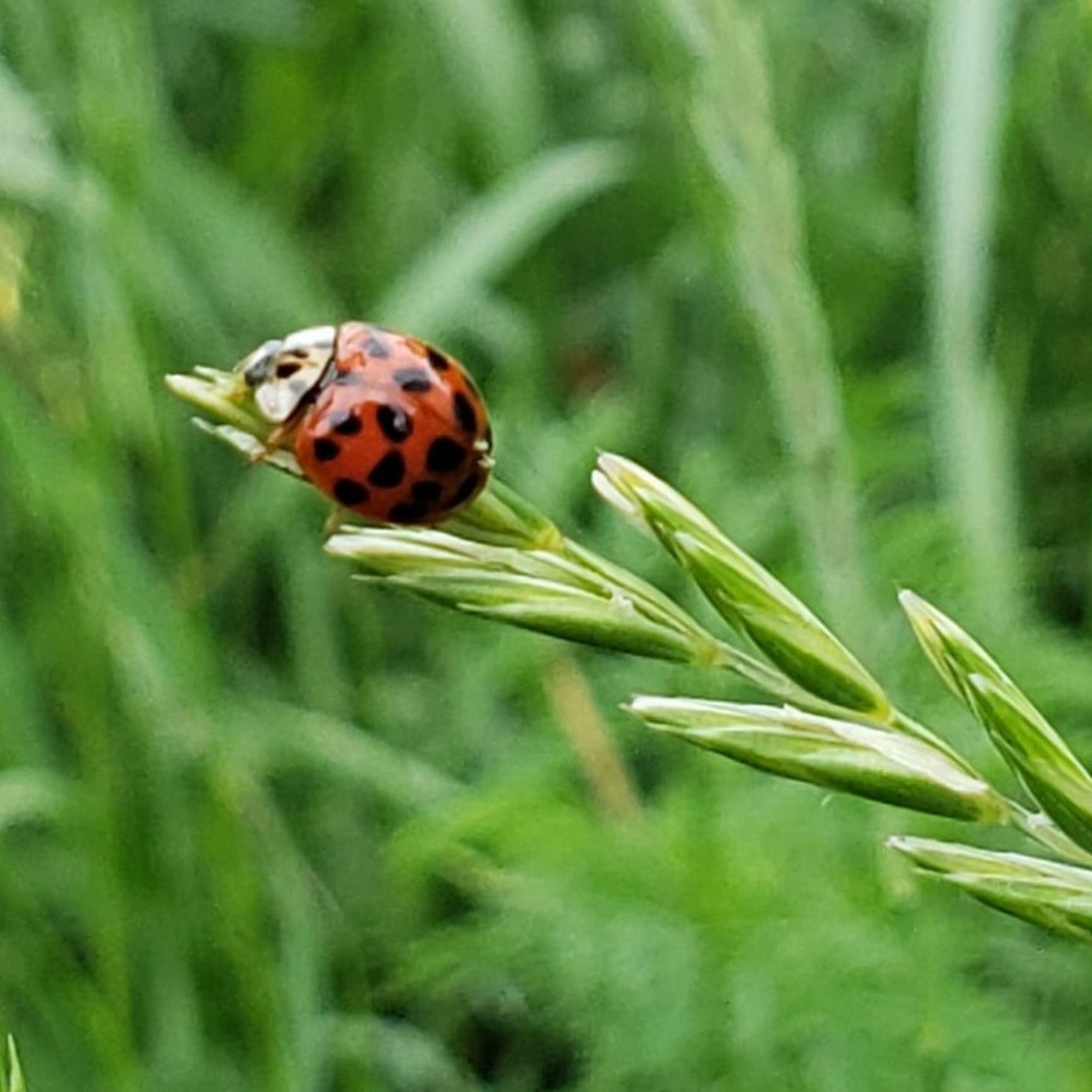 Gardener\'s Report